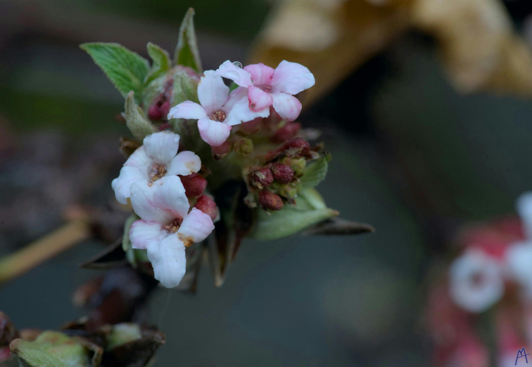 Pink and white flowers emerging from green leaves and a branch