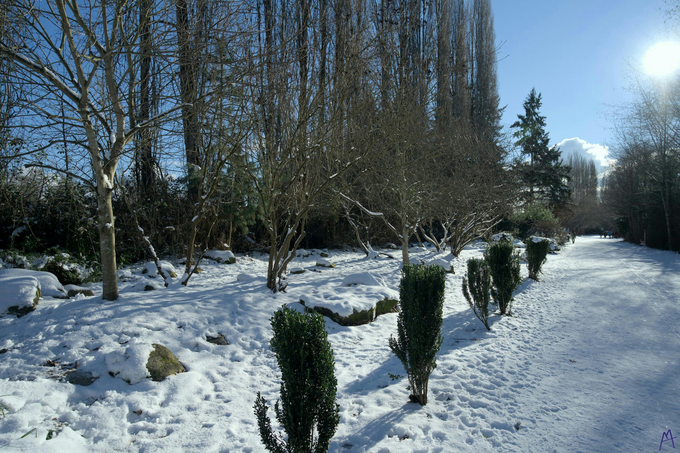 Bushes and leafless tress next to a snow covered path