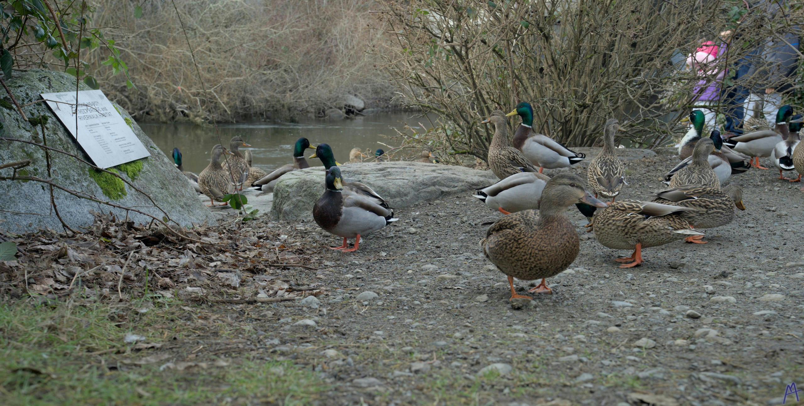 A bunch of ducks walking on the ground near a river