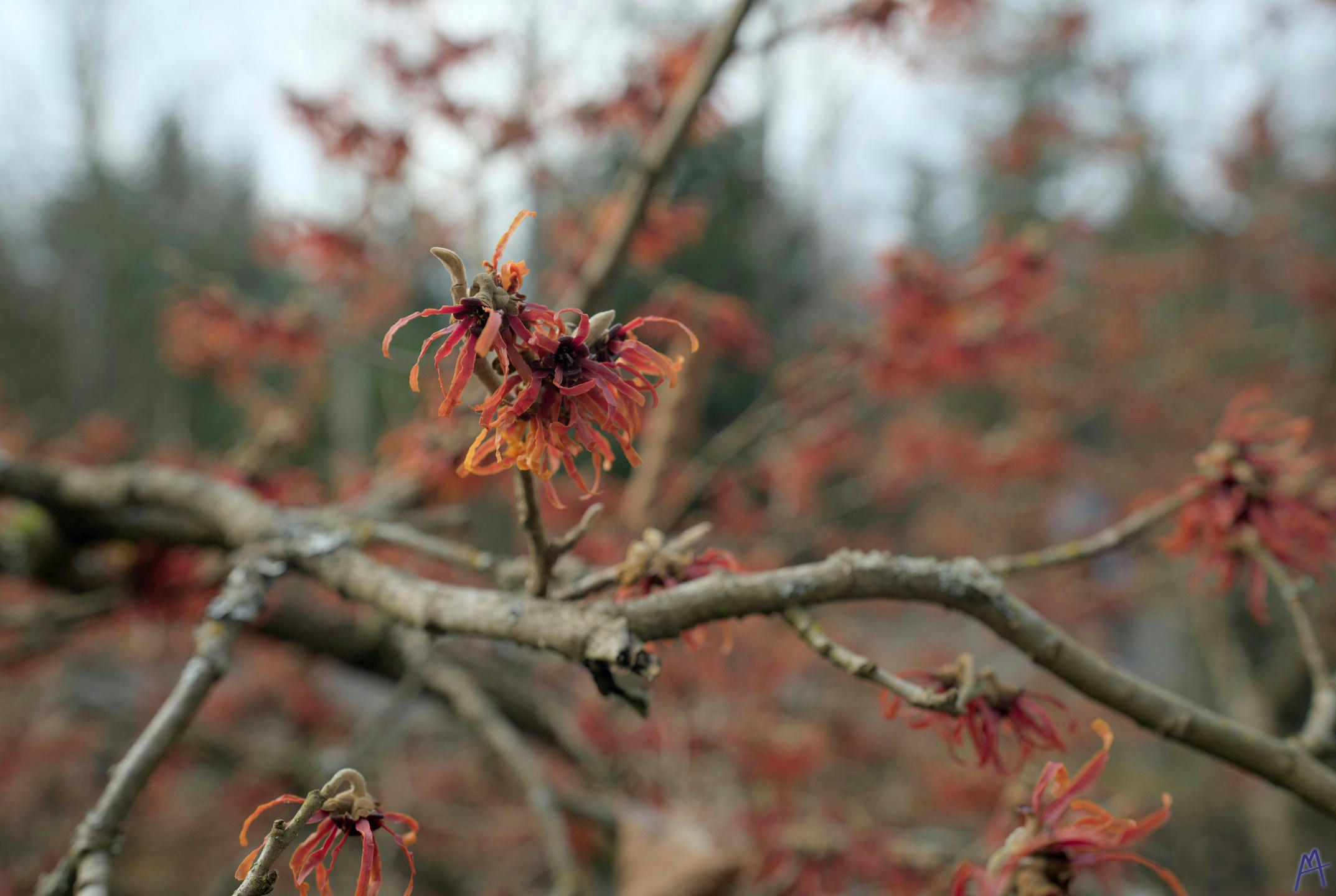 Red and yellow flower on a branch