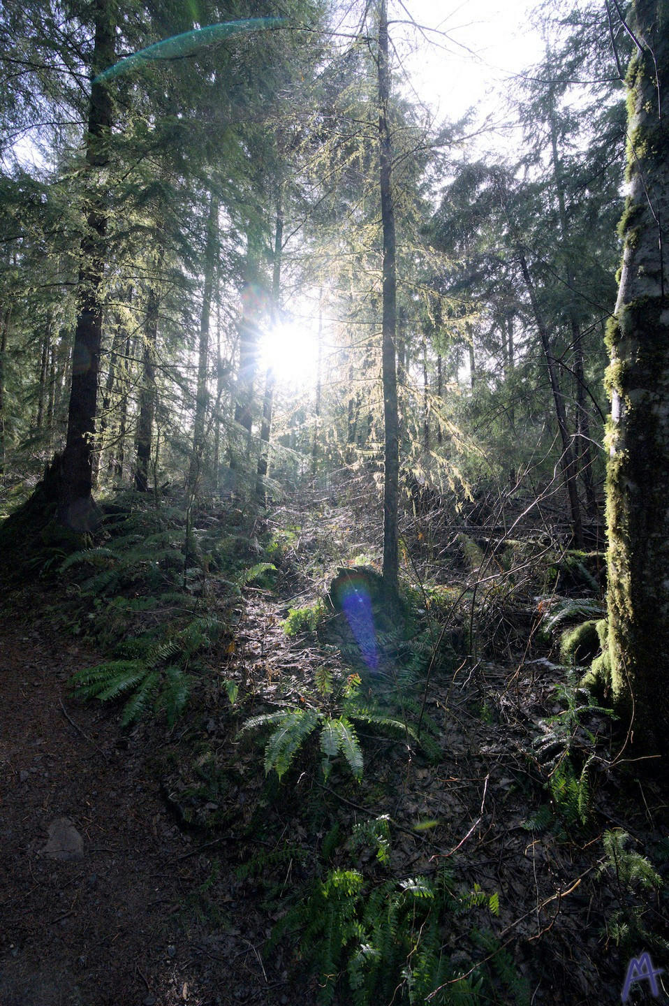 Sun beam through the trees of forrest