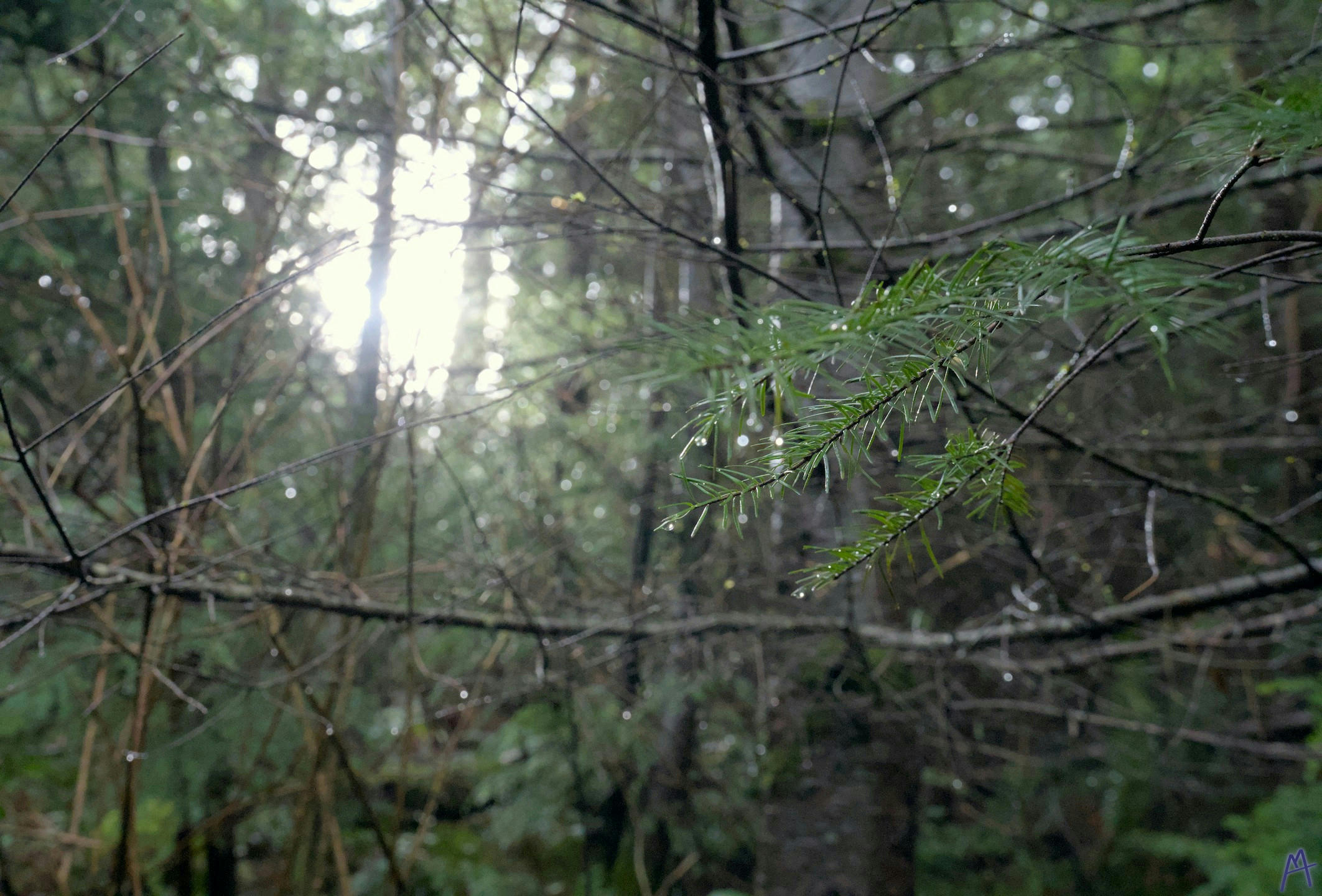 Sun hitting water droplets on leaves on a tree