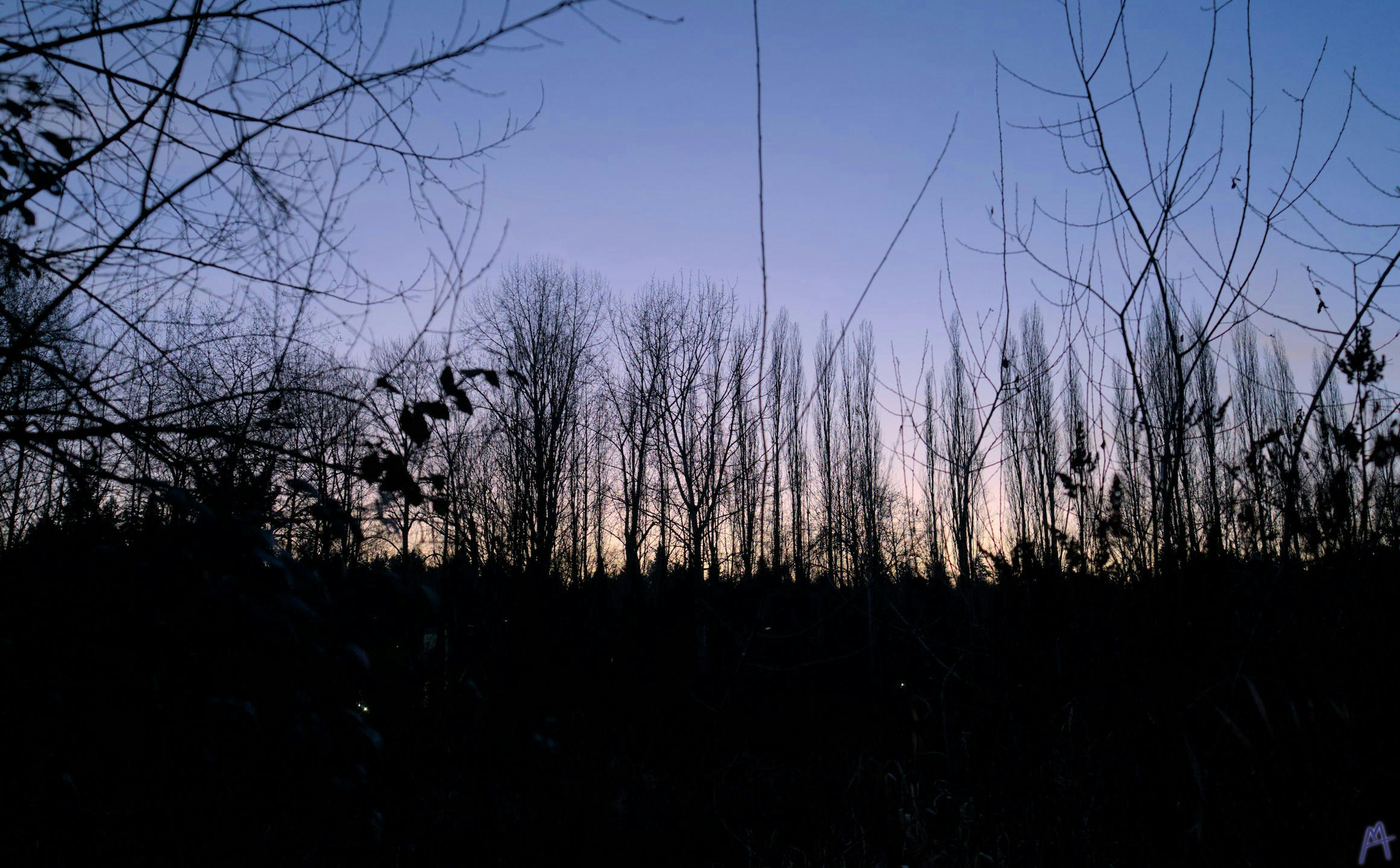 Blue and yellow sunset through dark trees