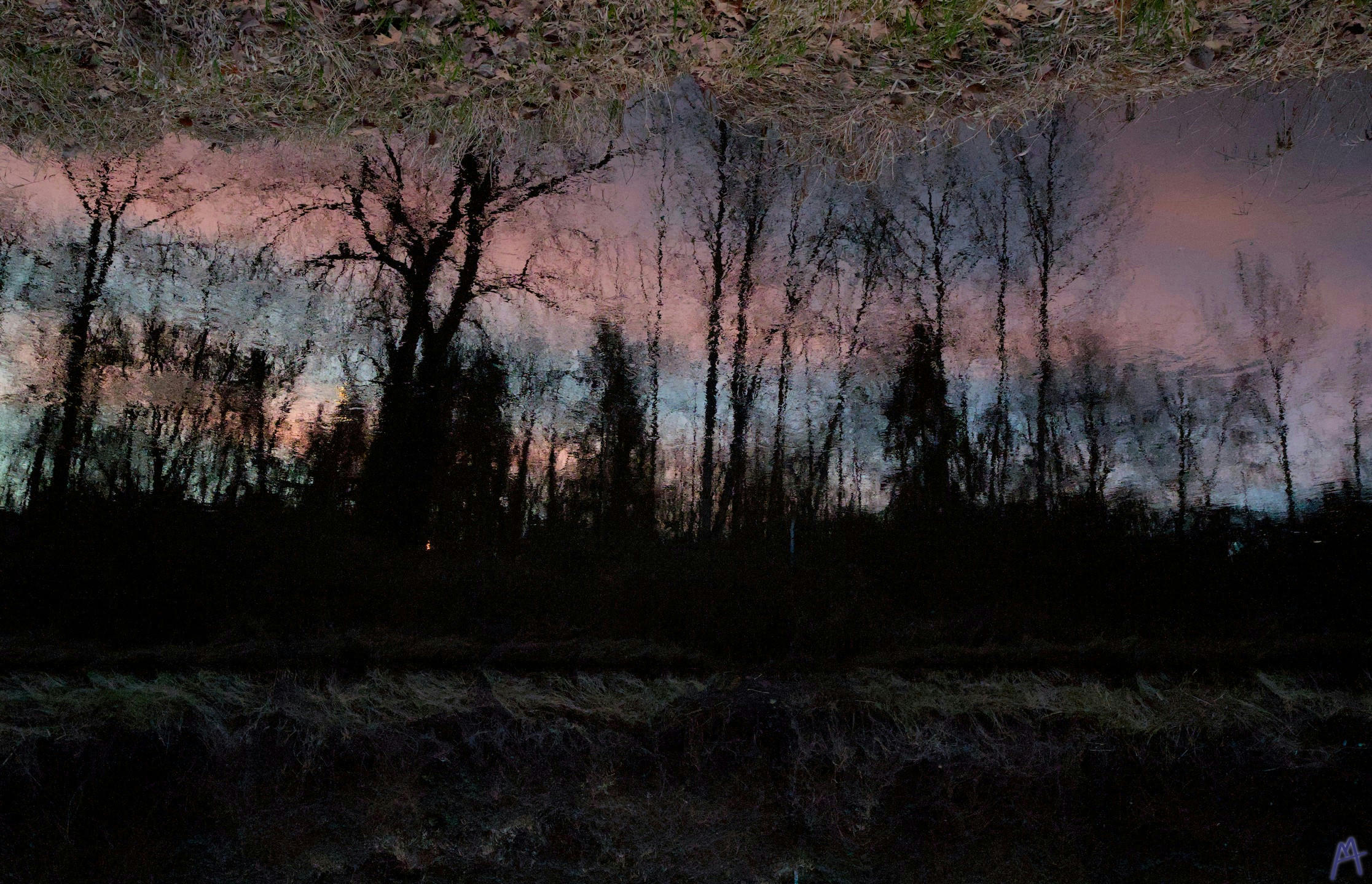 reflection of a blue and pink sunset against a dark tree