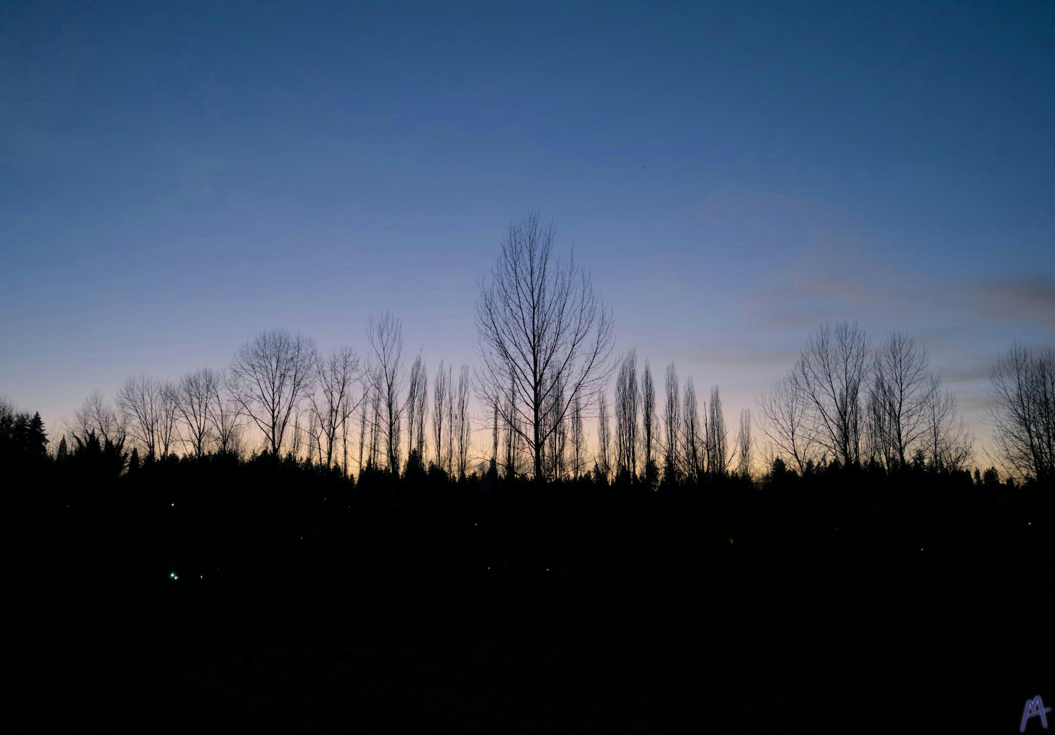 Blue and yellow sunset with a large dark tree