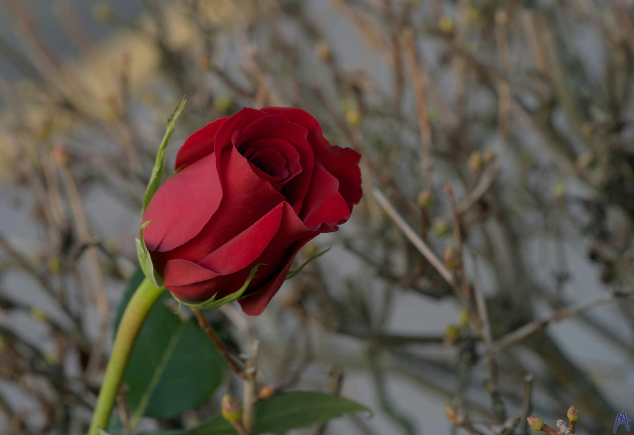 Red rose inside a thorny bush