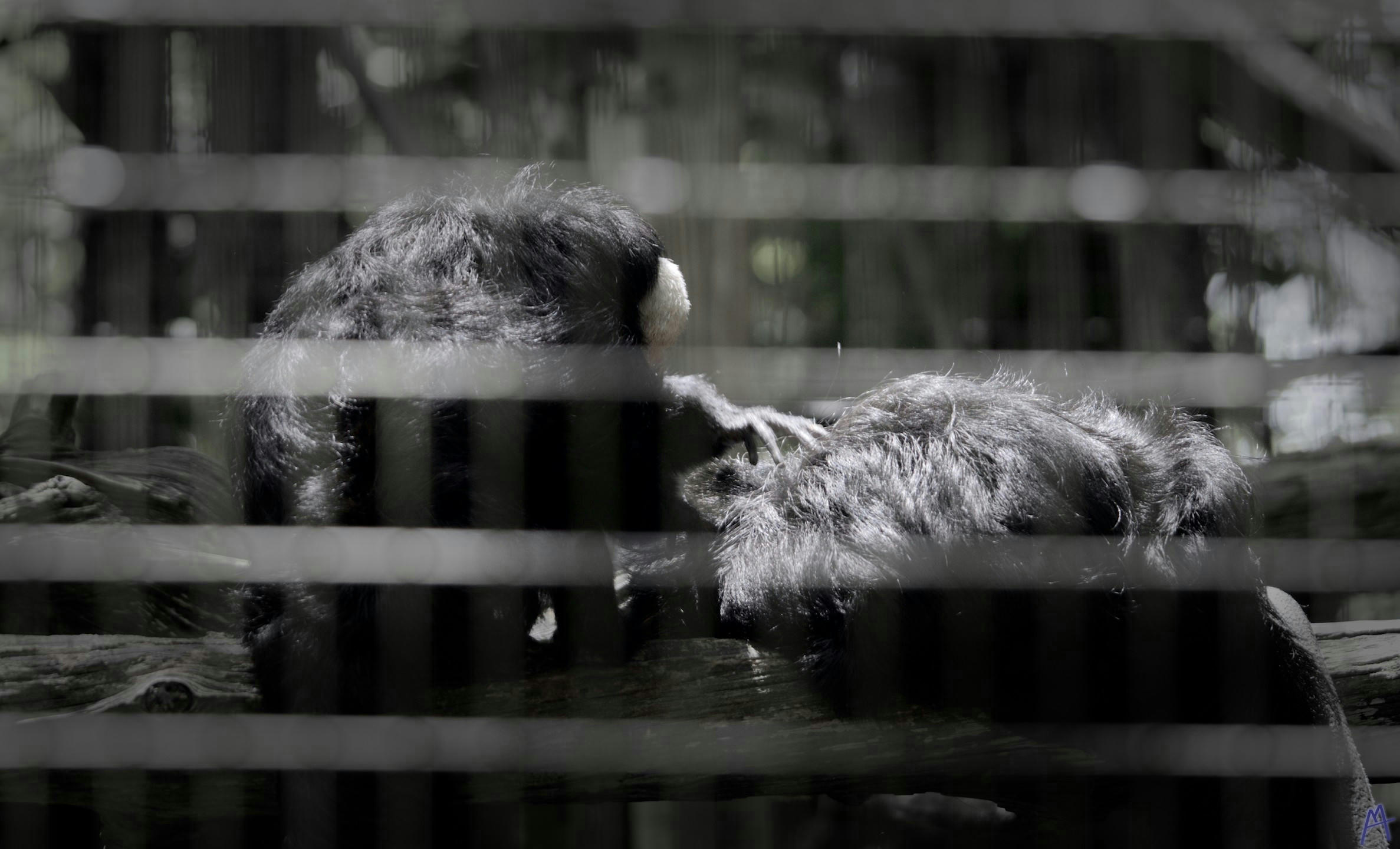 Arty two monkeys laying on a branch caged at Brevard Zoo