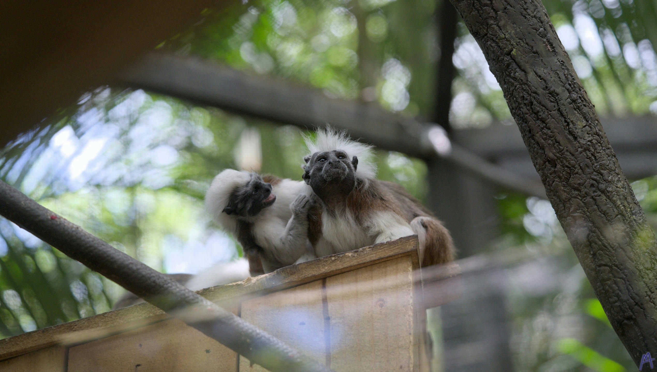 Small brown and white monkey being groomed at Brevard Zoo
