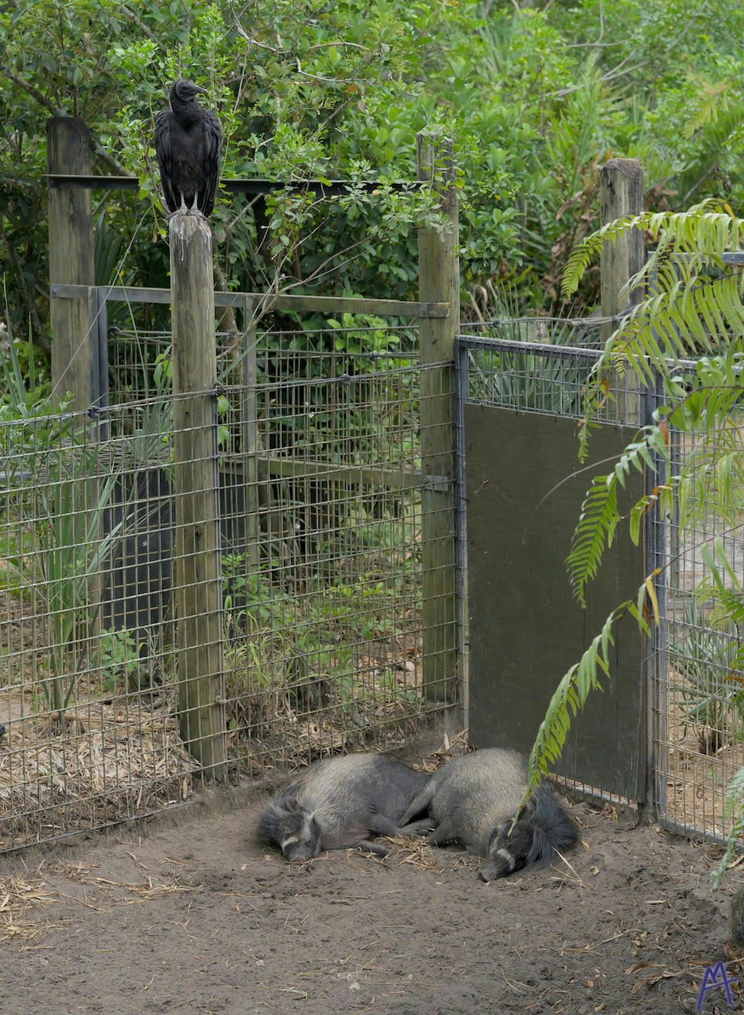 A vulture just checking on two sleeping hogs at Brevard Zoo