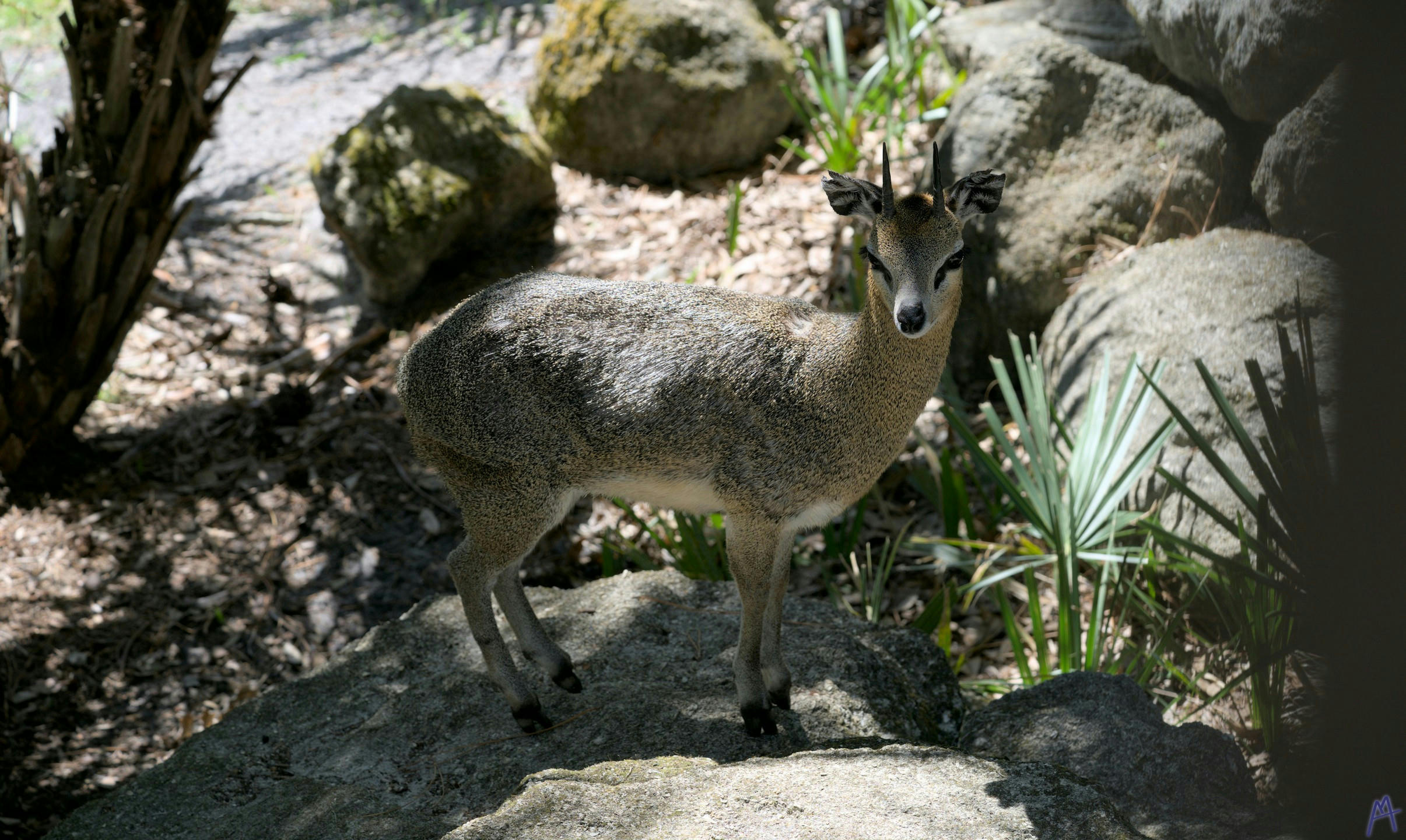 A small deer like creature on a rock at Brevard Zoo