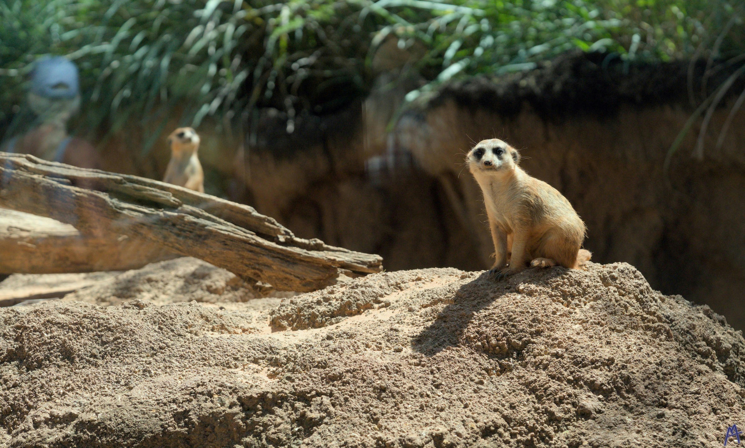 A meerkat standing watch on a rock at Brevard Zoo