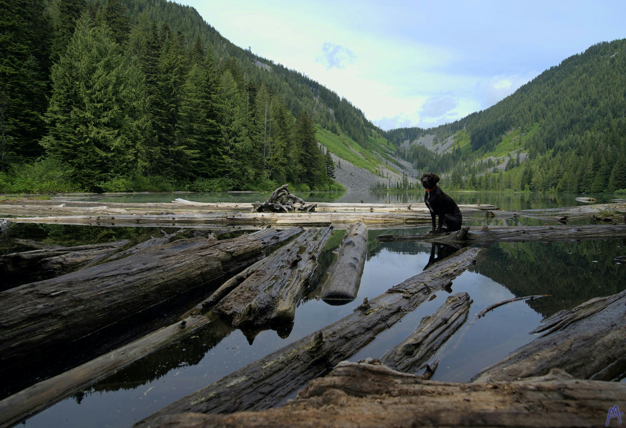 A black dog sitting on a log in a lake between mountains