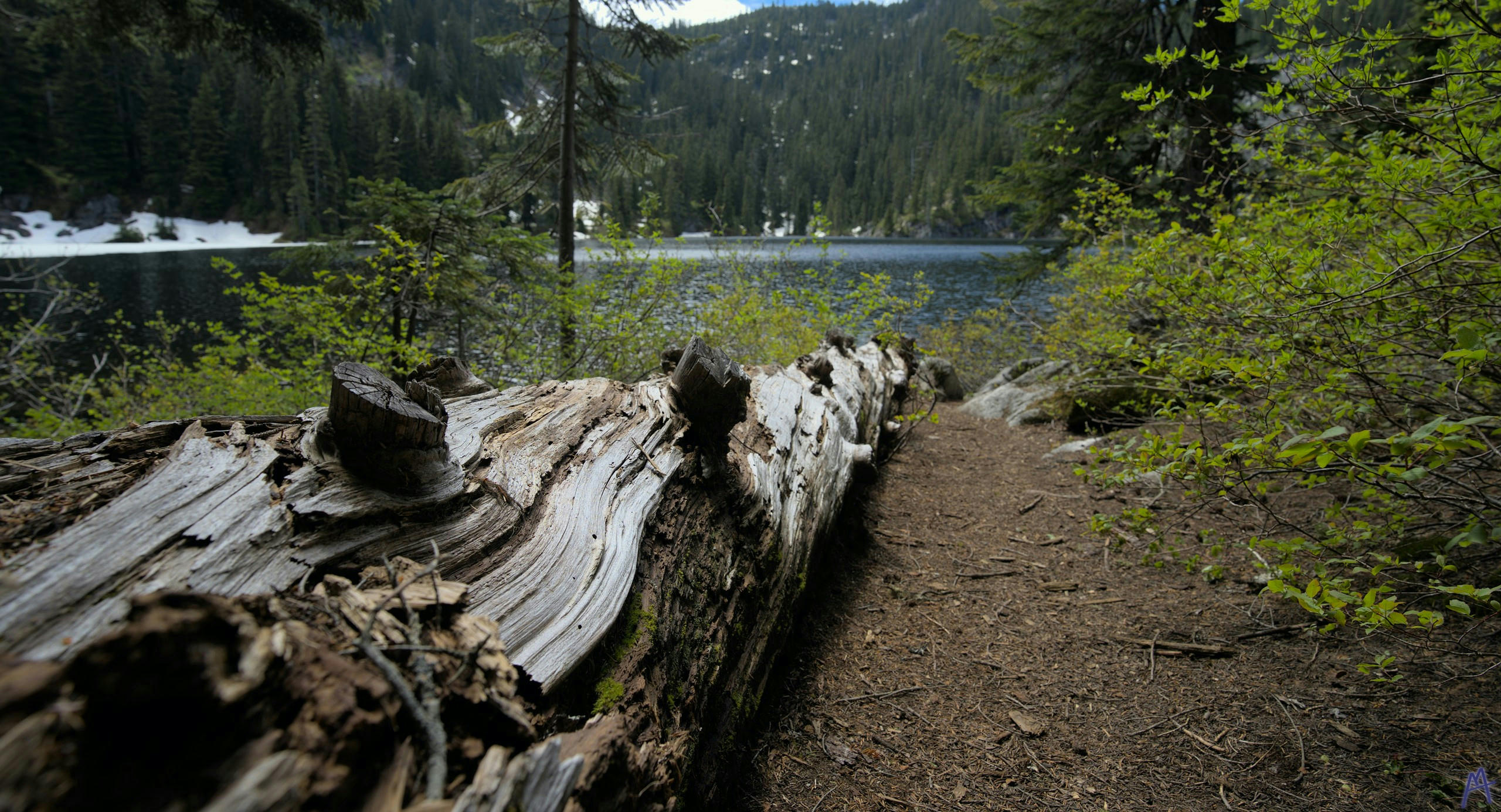 A log laying down near a lake with snow