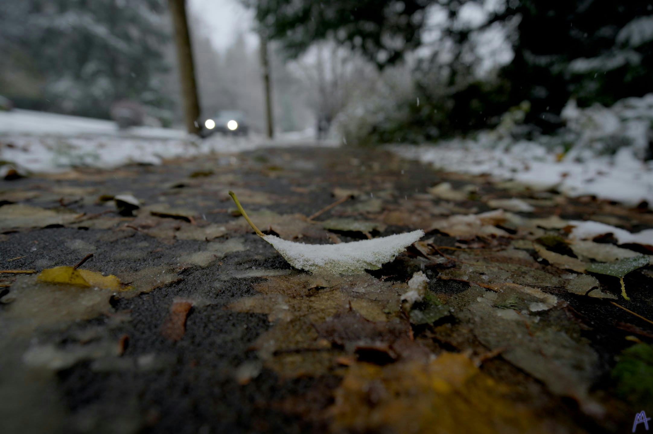 A leaf covered in snow on a dark sidewalk with a car going by