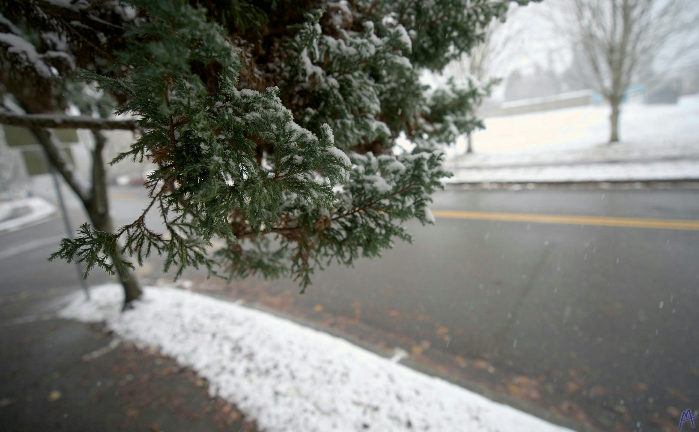 Snow covered tree branch near a road