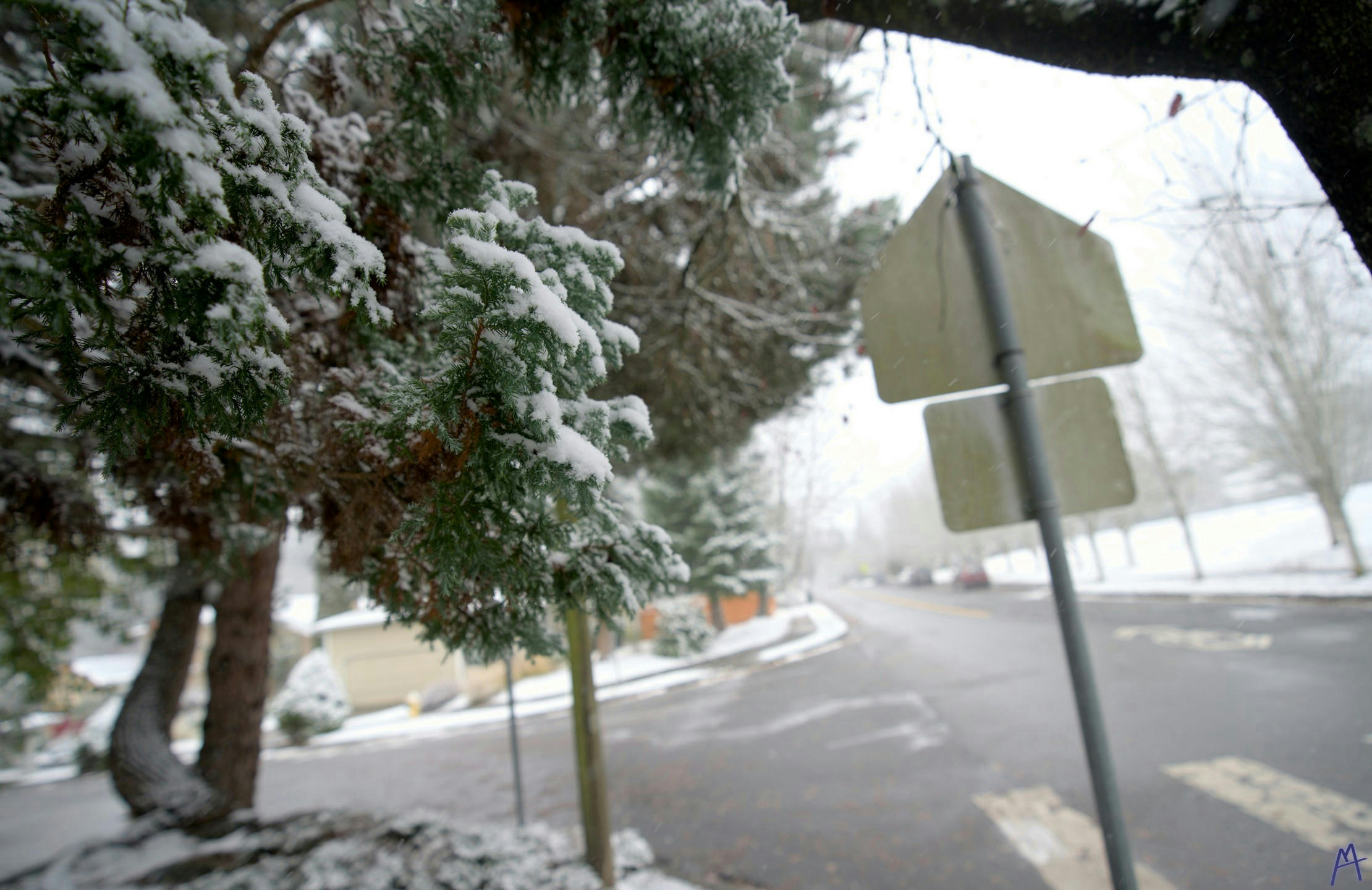 Snowy branch near a walking sign on a street