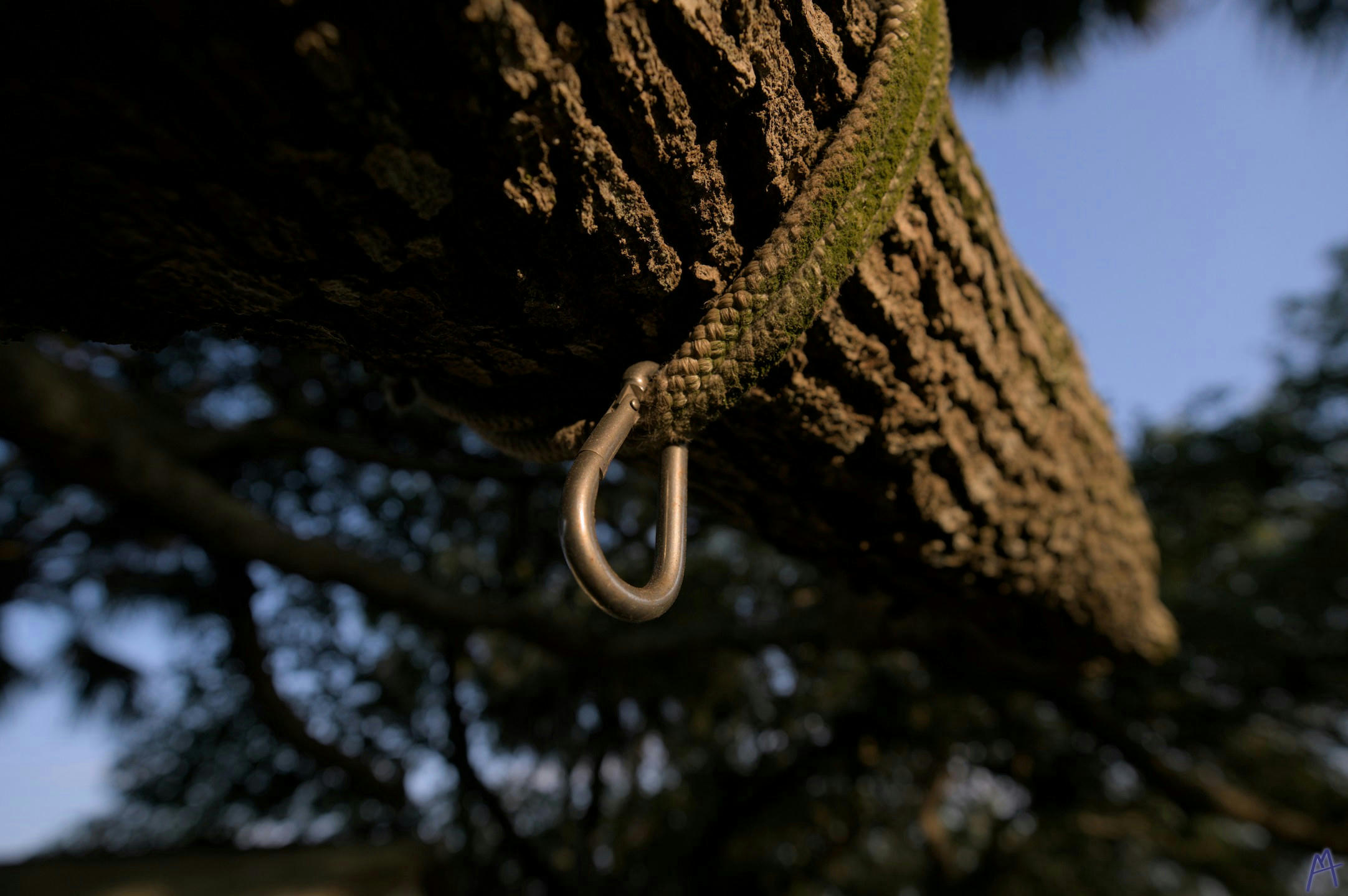 Rope with carabiner around a branch in a sunset