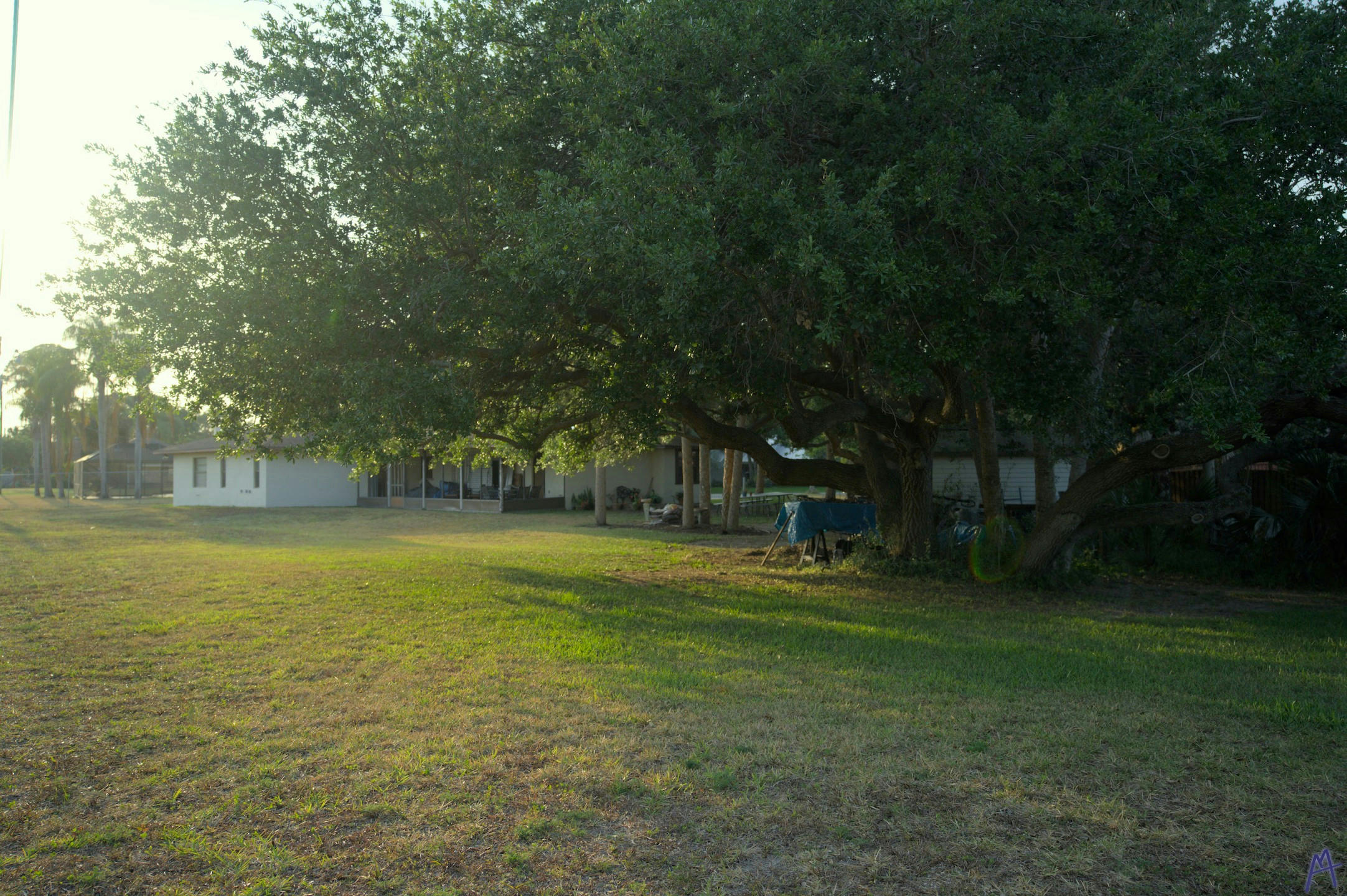 Large green tree in a sunset