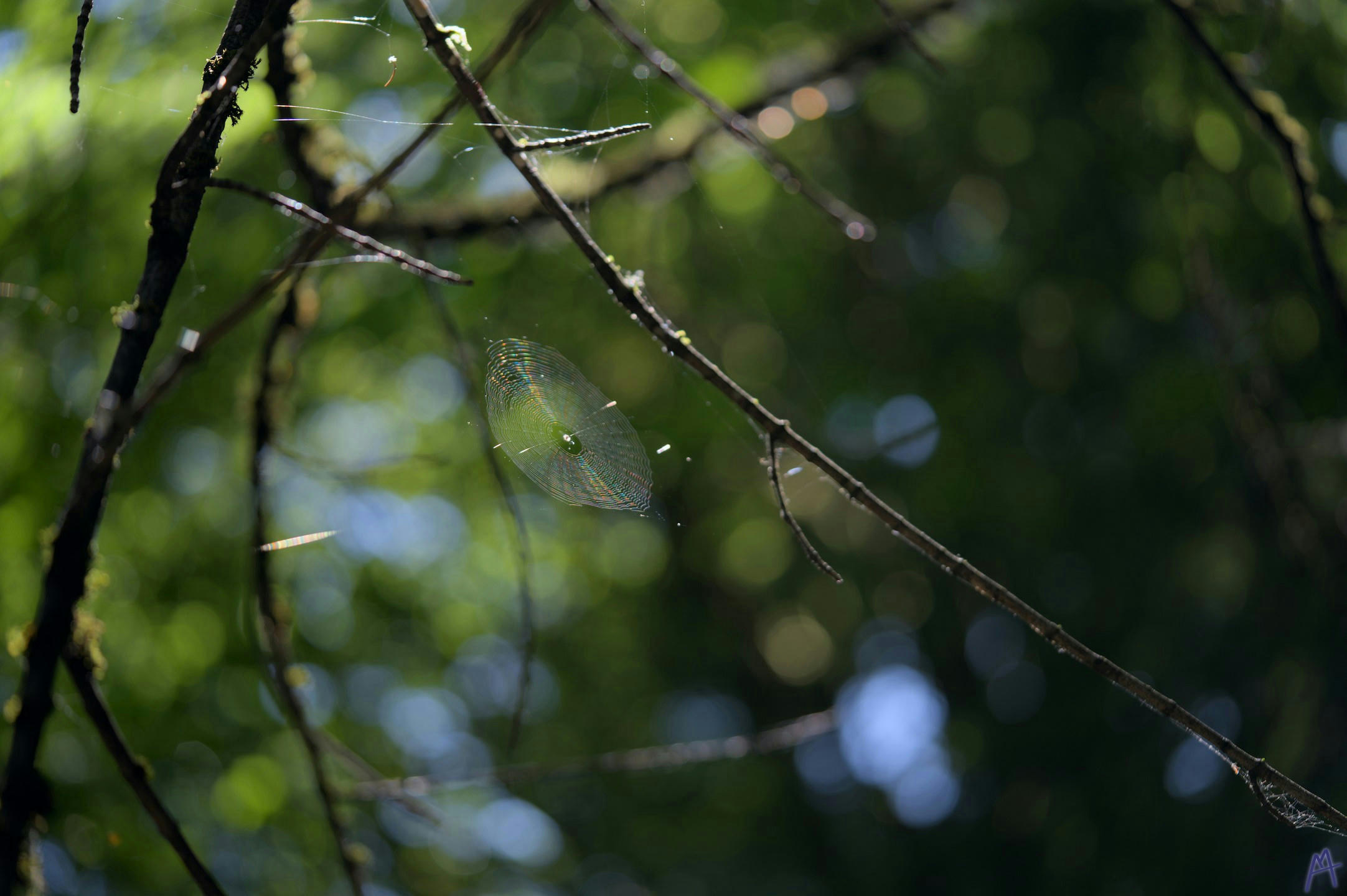 Spider web between trees in the tree canopy