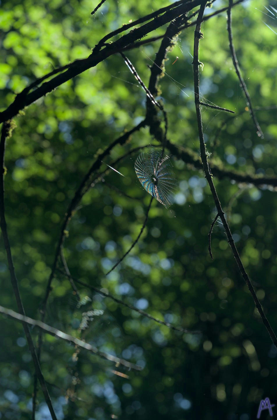 Spider web between the branches of a tree