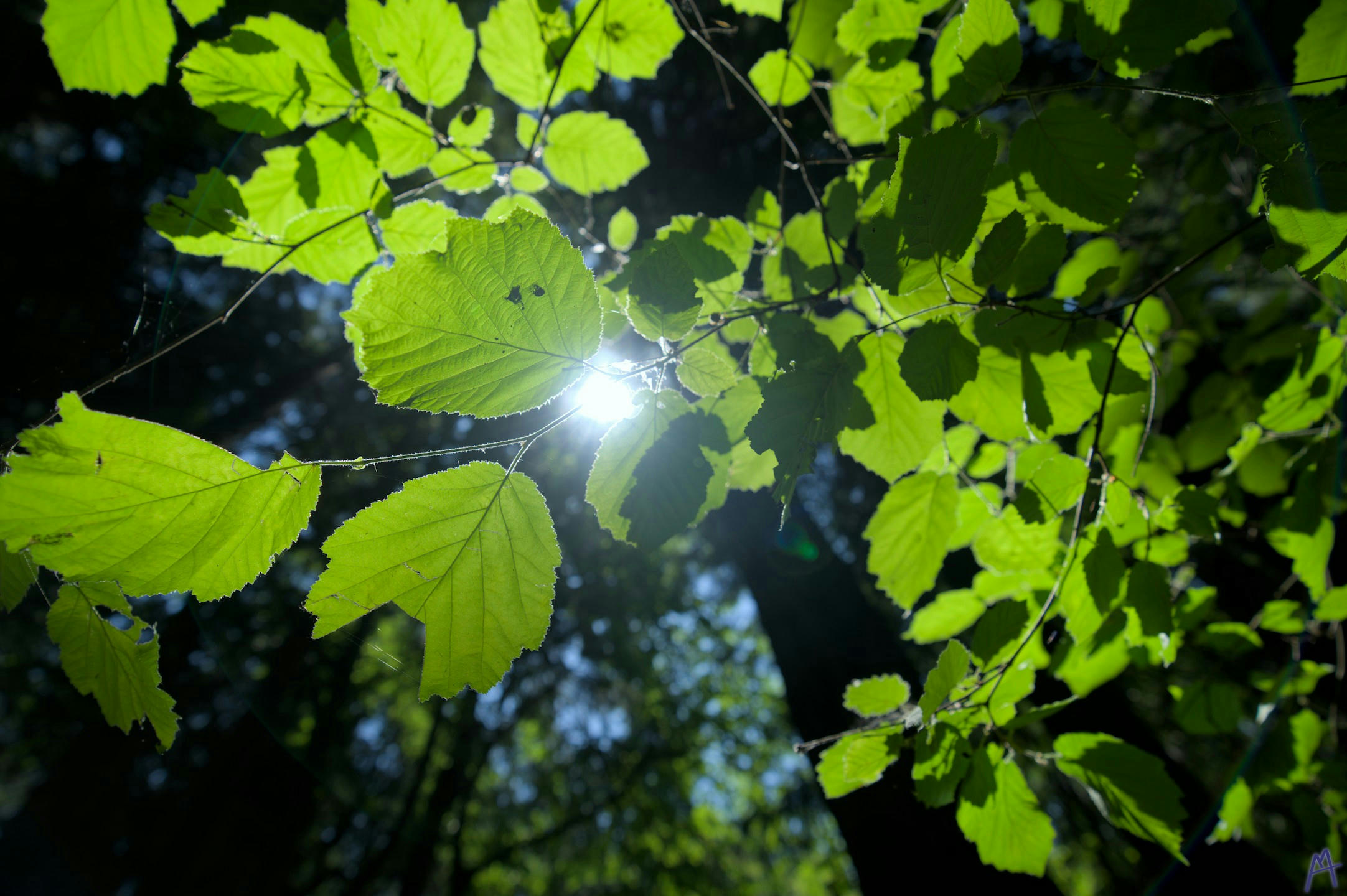 Sun light filtered through the leaves