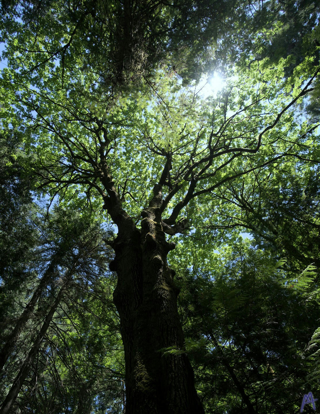 Sun light filtering through to tall dark tree