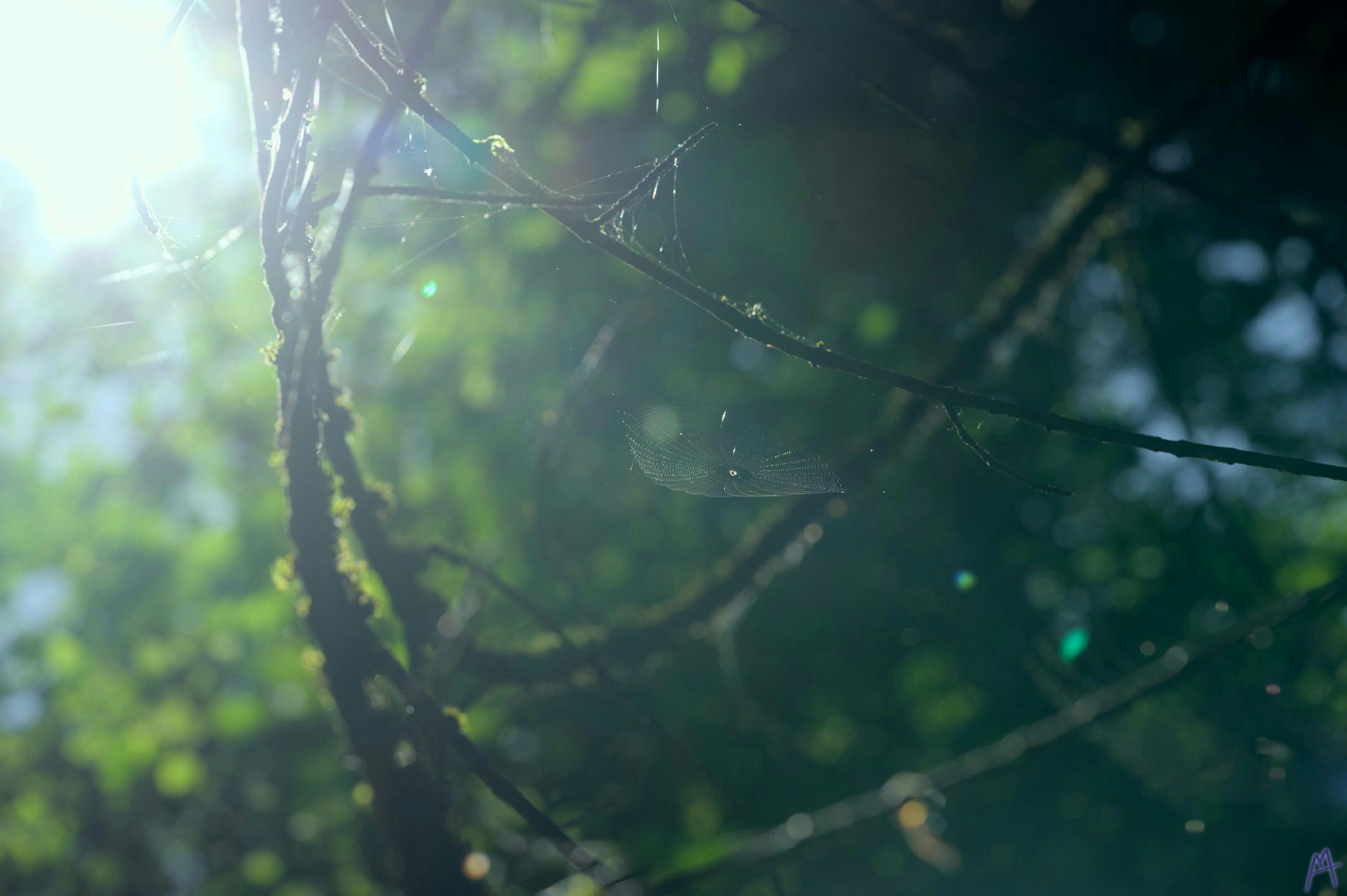 Sun light bathing a spider web in a branch