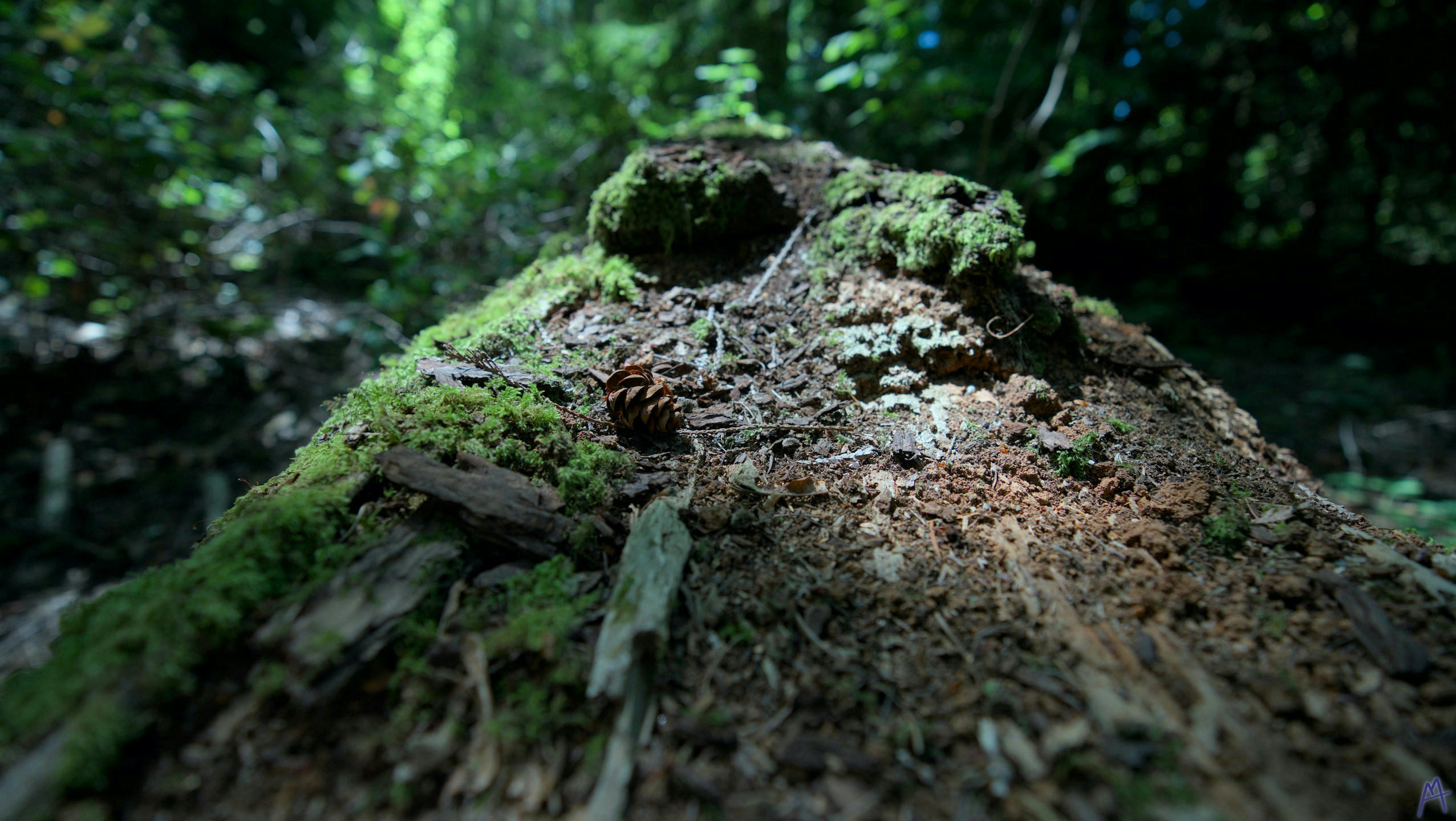 Pine cone sitting on a mossy log in the sun
