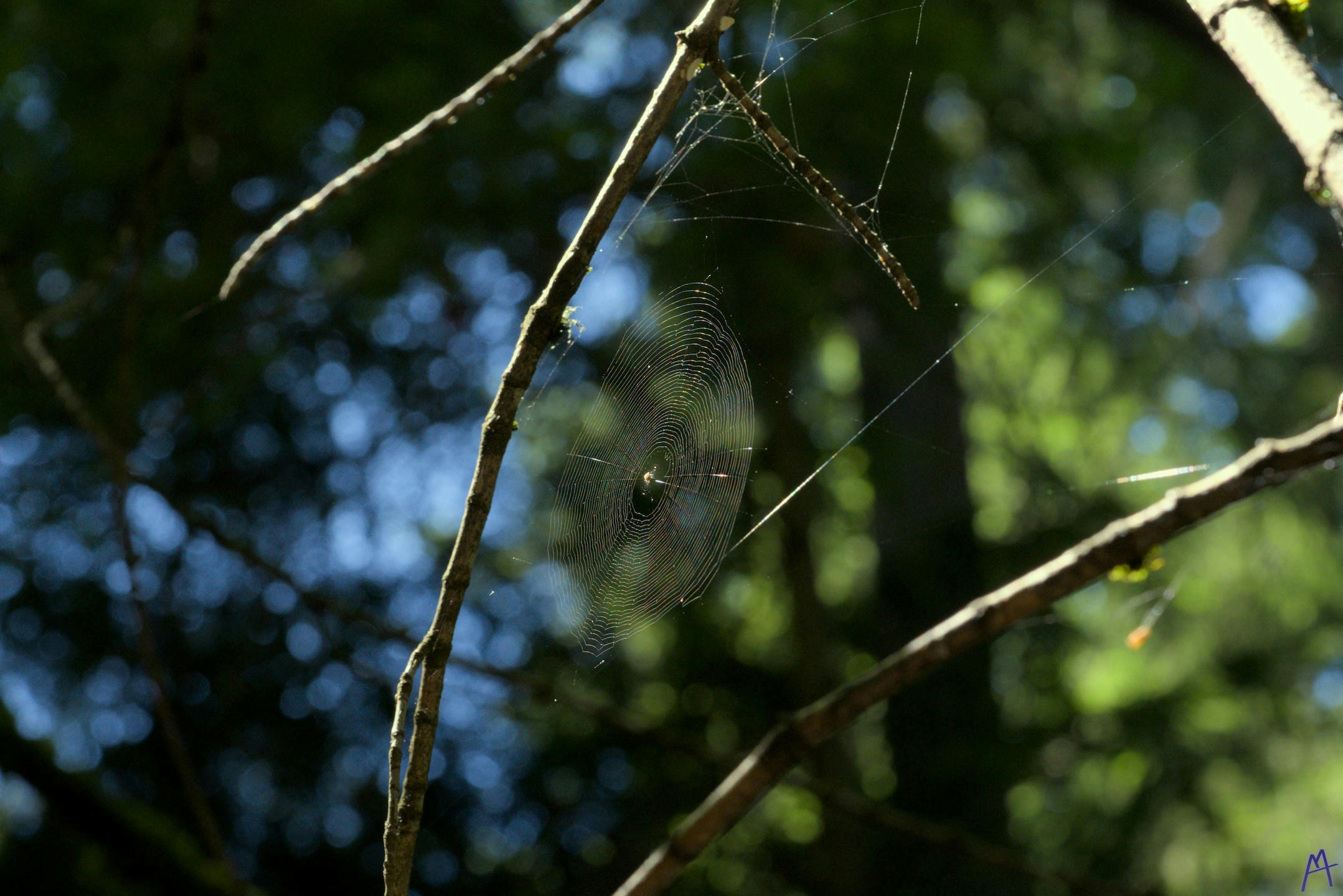 Spider web between branches in the tree canopy
