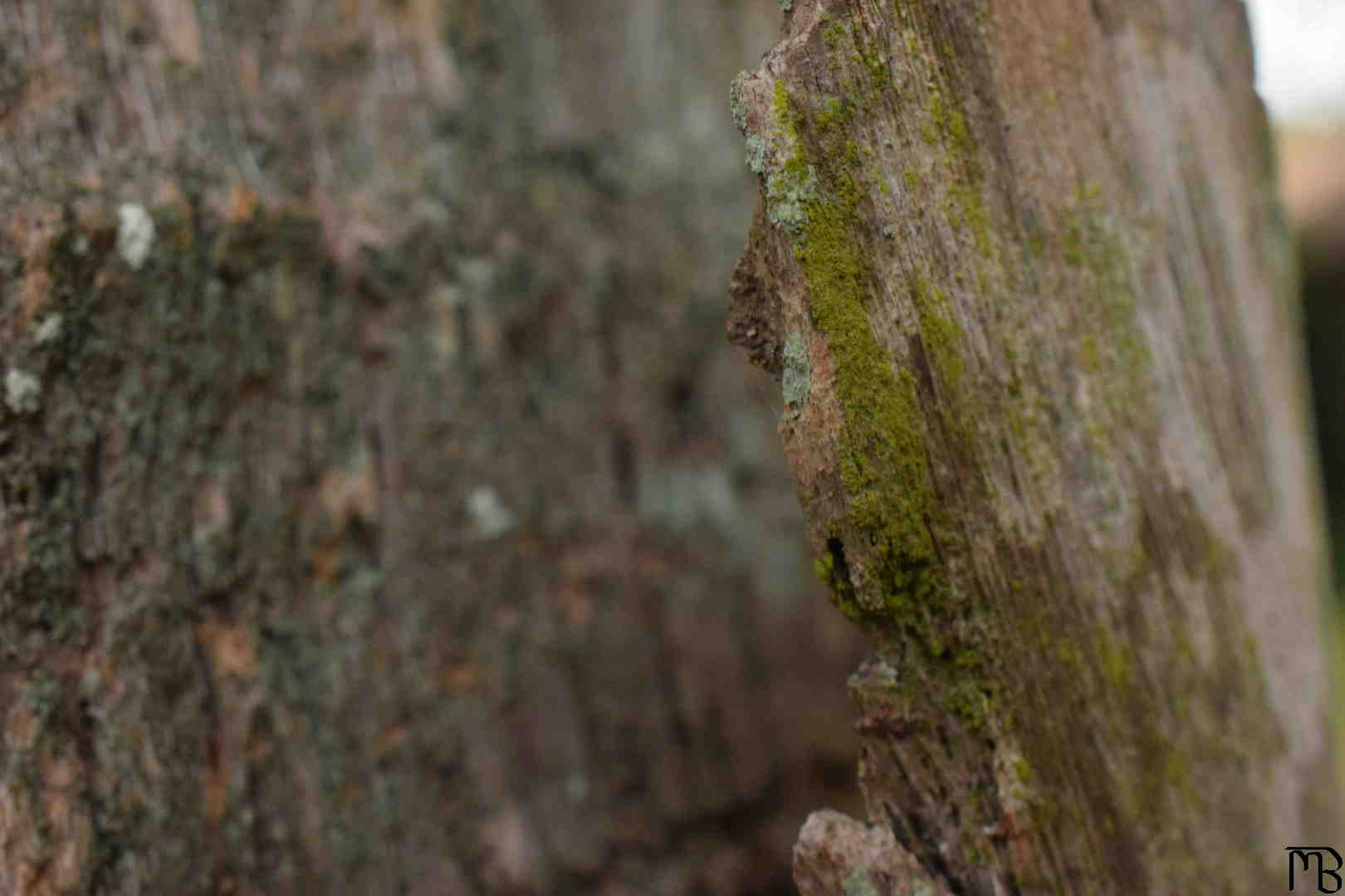 Moss on Tree Bark