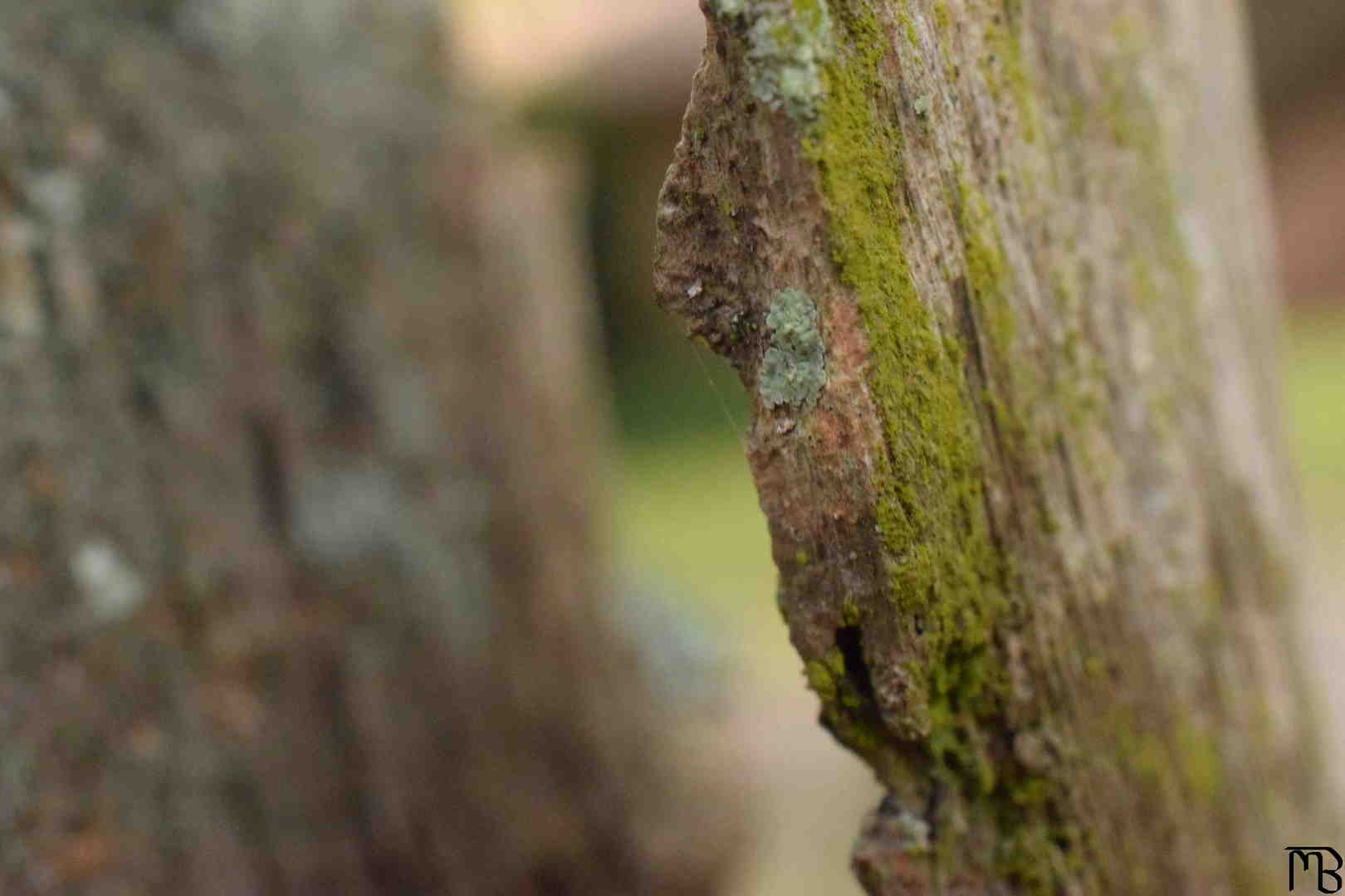 Moss on Tree Bark