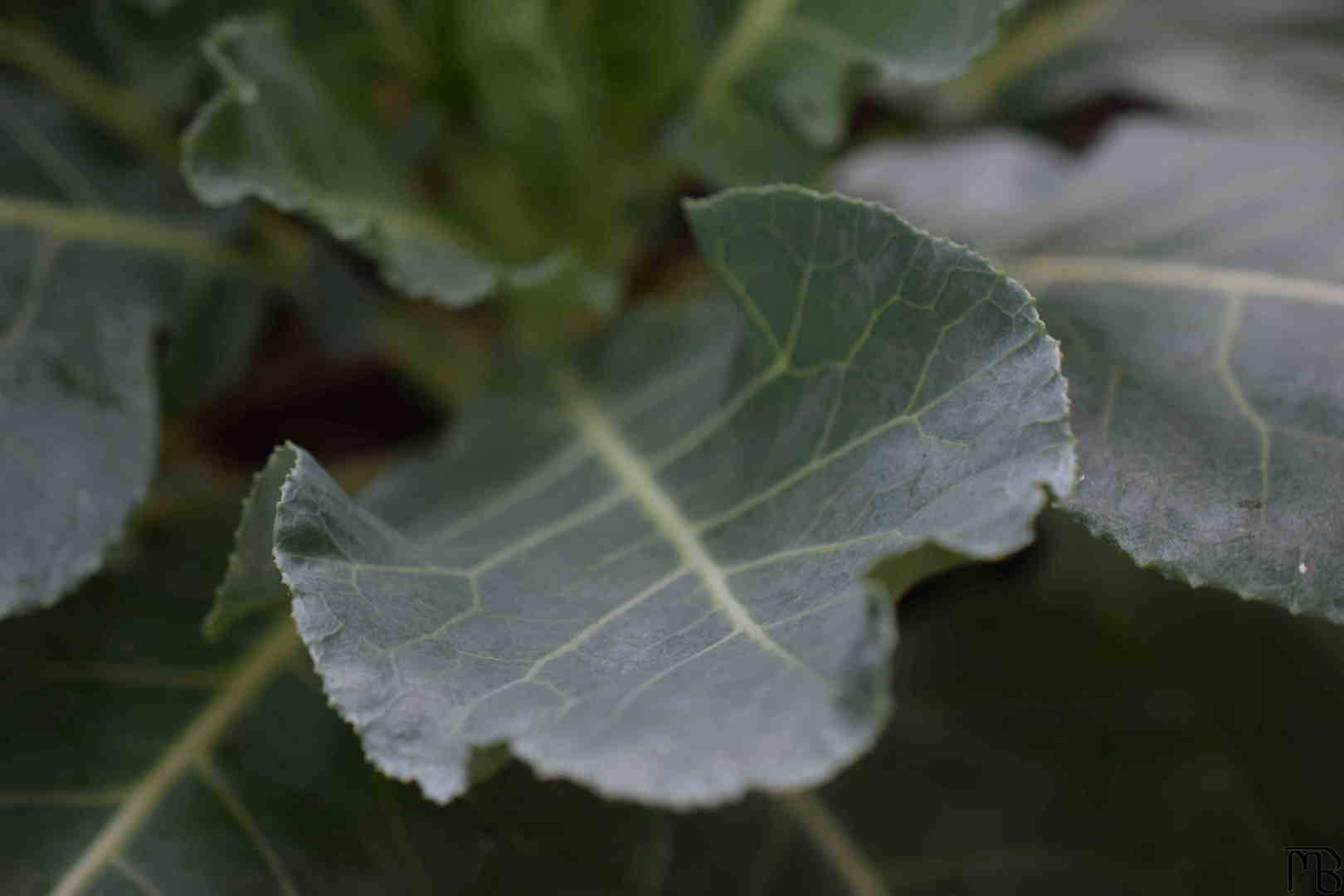 Lettuce Leaf Close Up