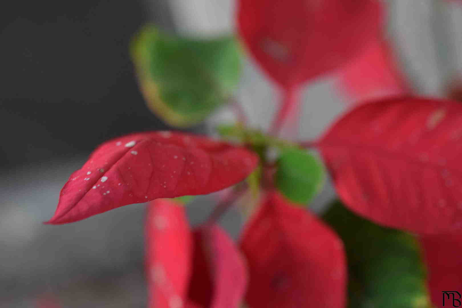 Red Flower