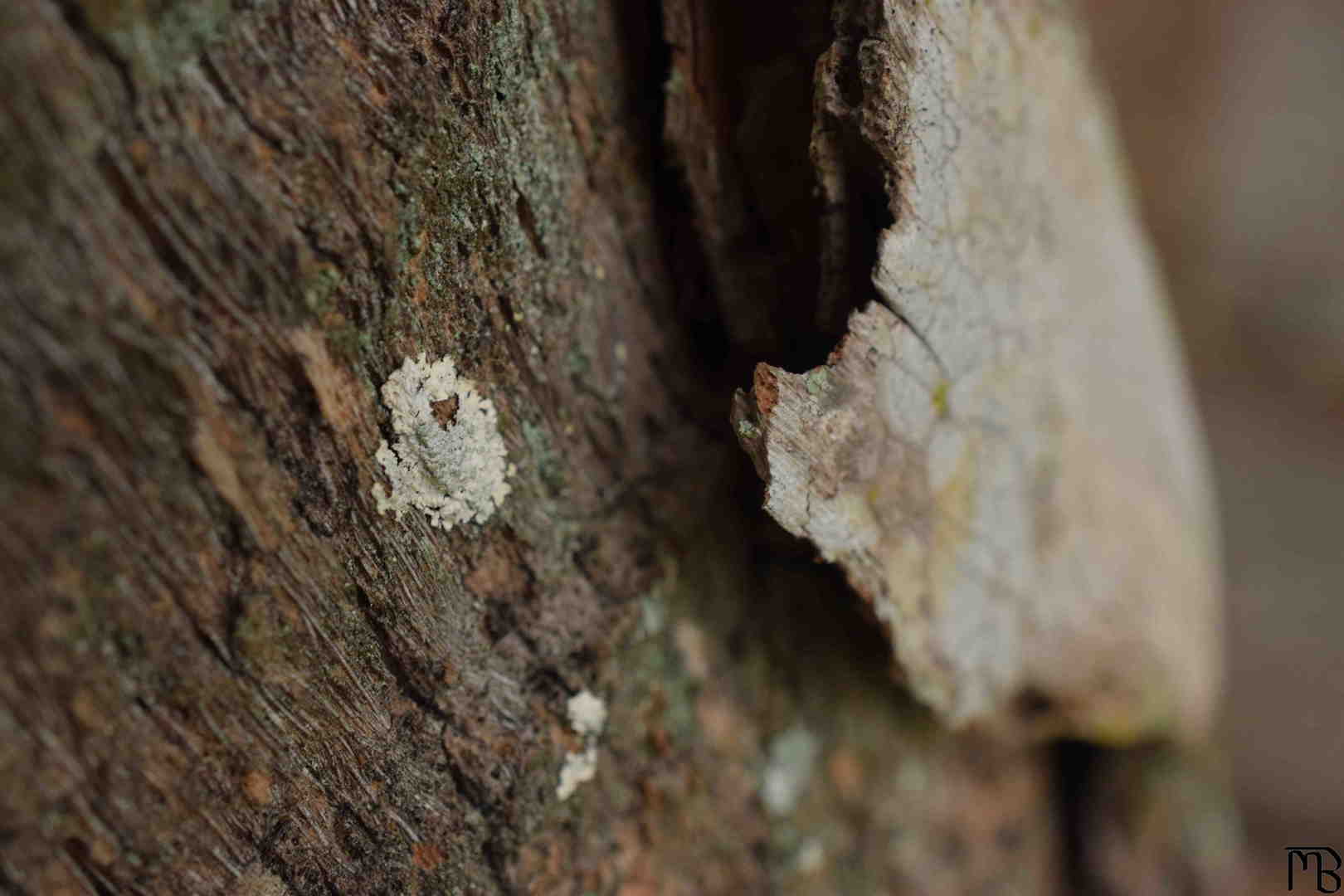 Moss on Tree Bark