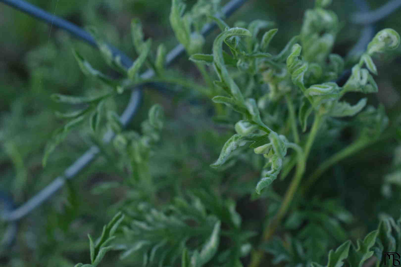 Bush Leaves