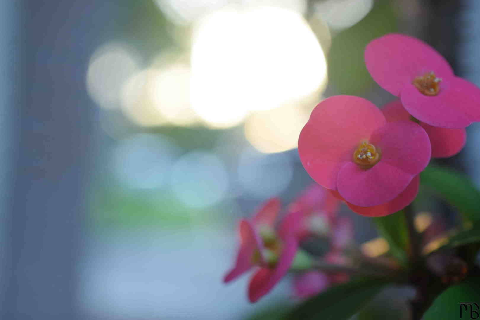 Pink Flowers