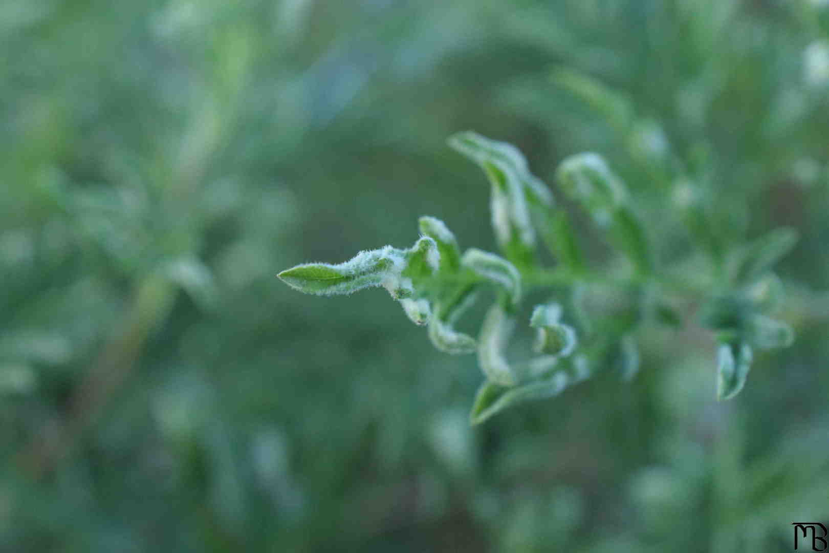 Bush Leaf