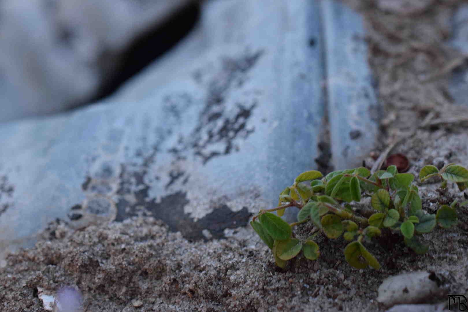 Culvert and Plant