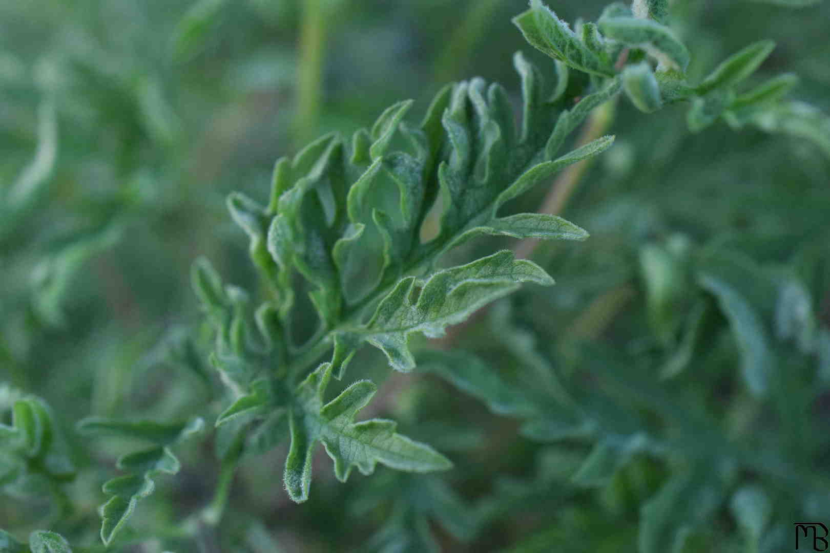 Bush Leaves