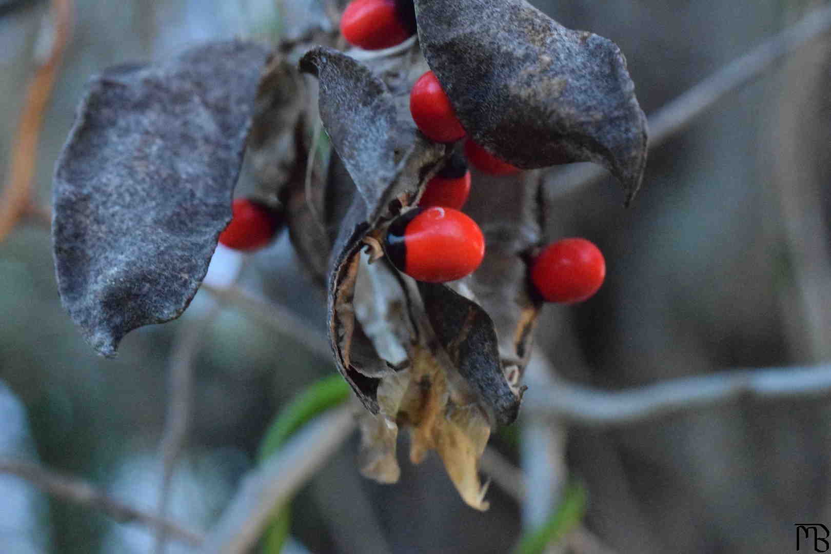 Red Berries