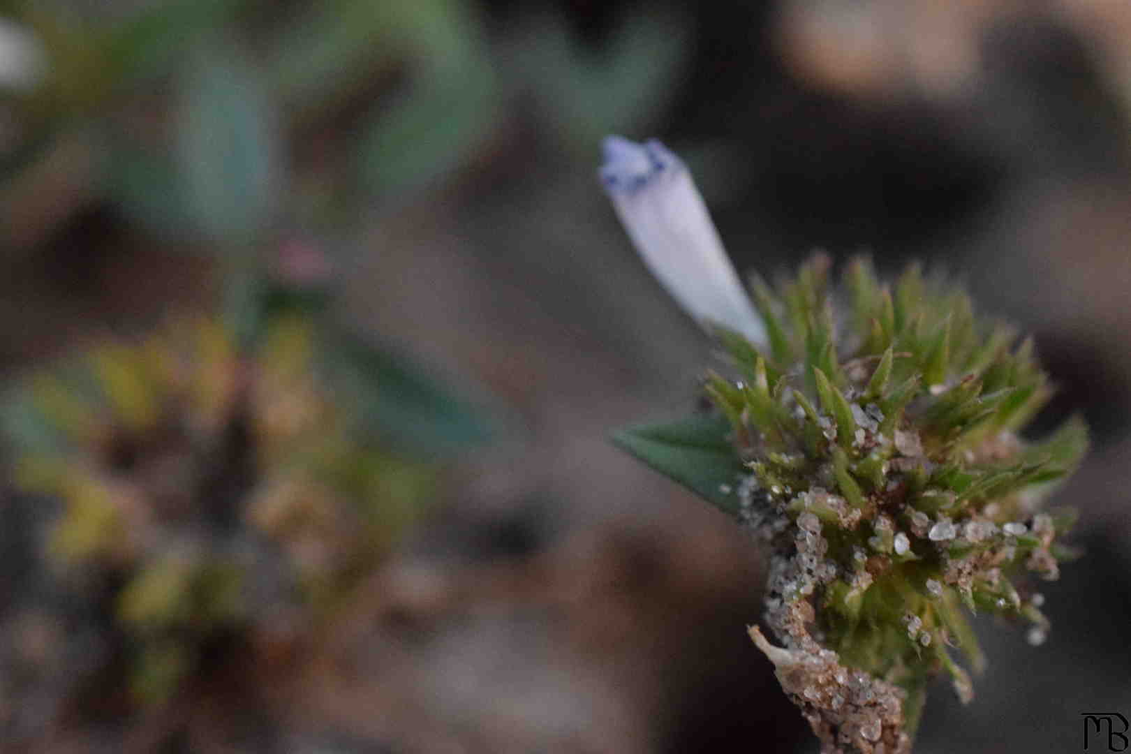 Sandy Plant