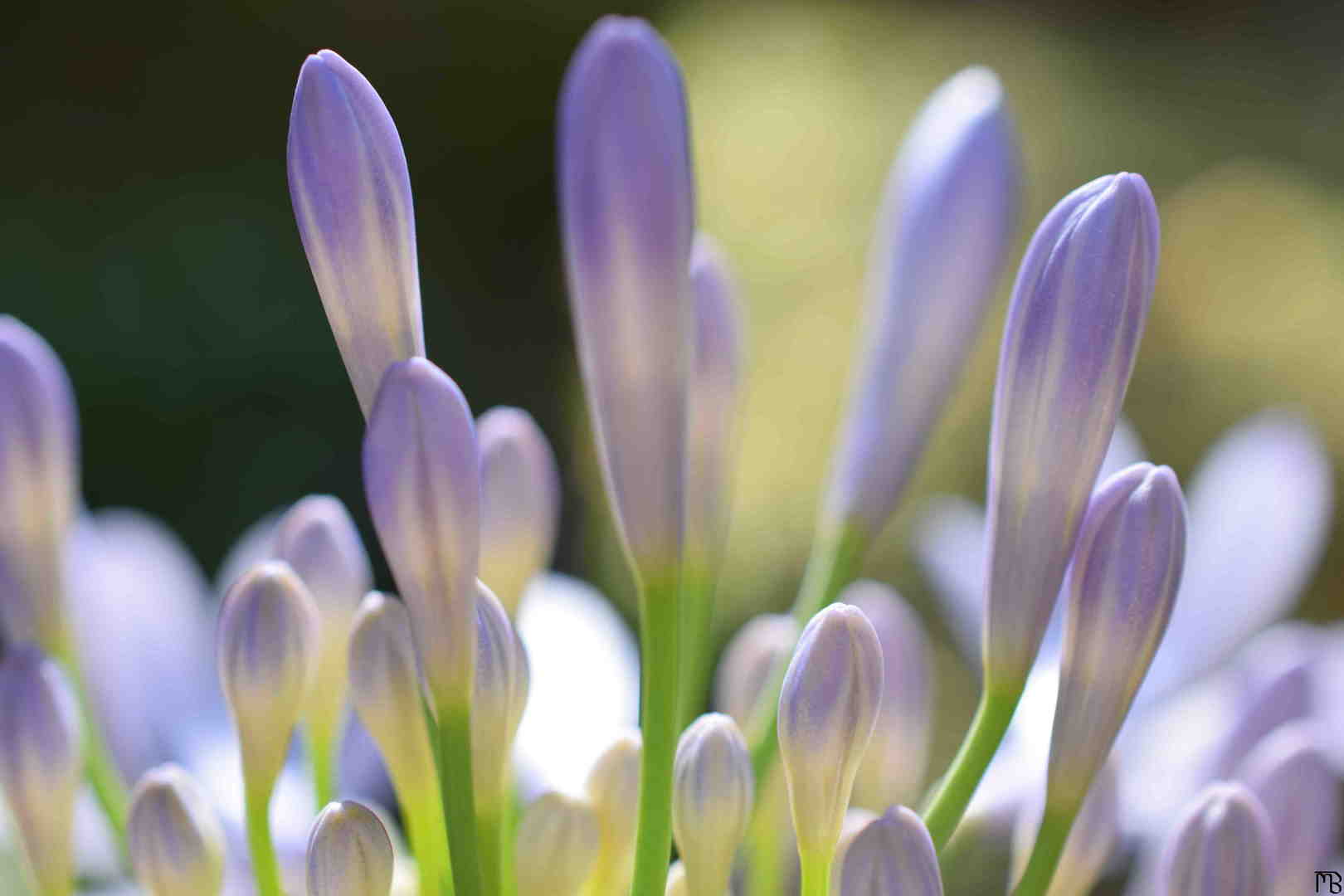 Purple Flower Buds