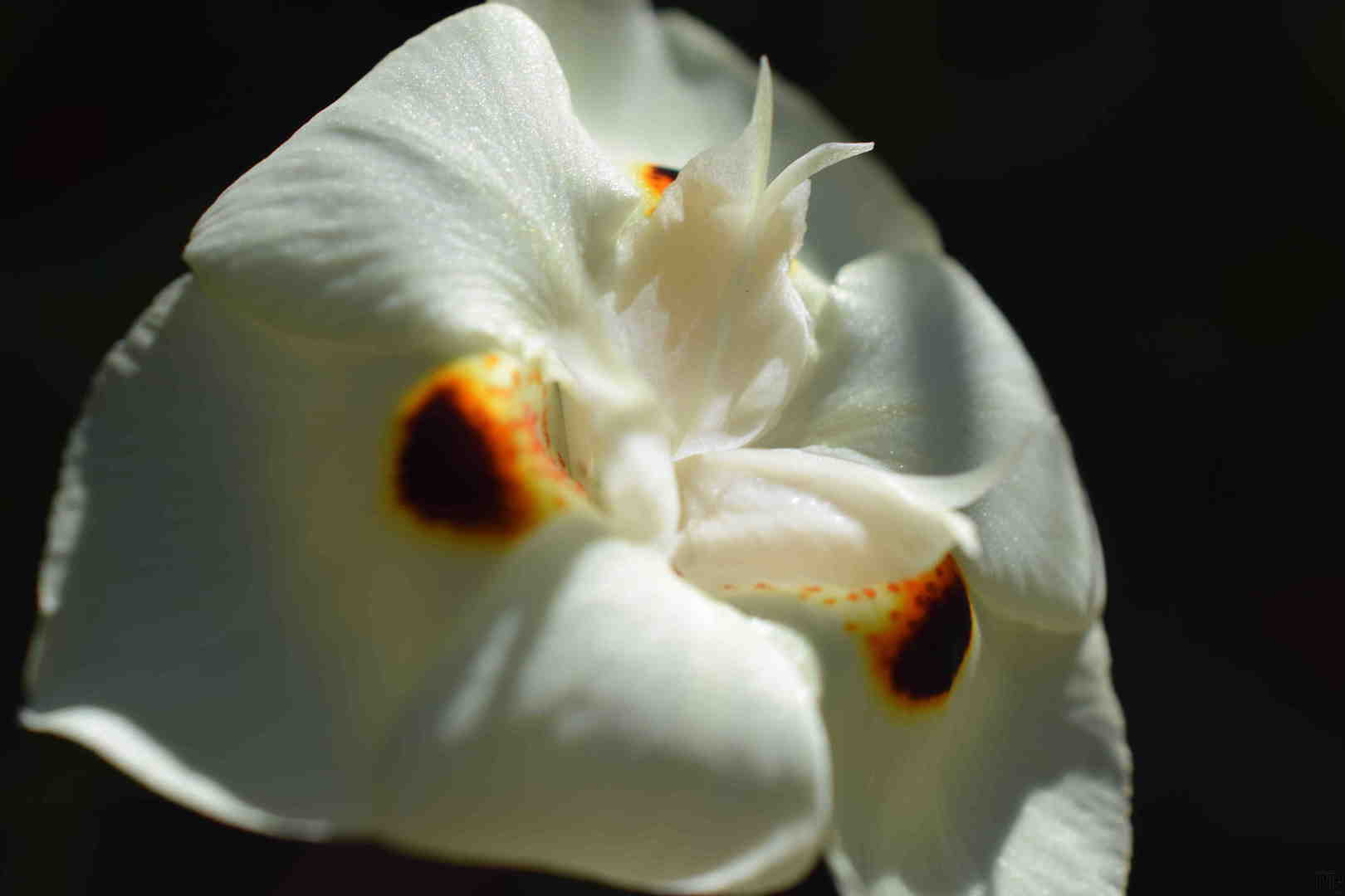 White Flowers