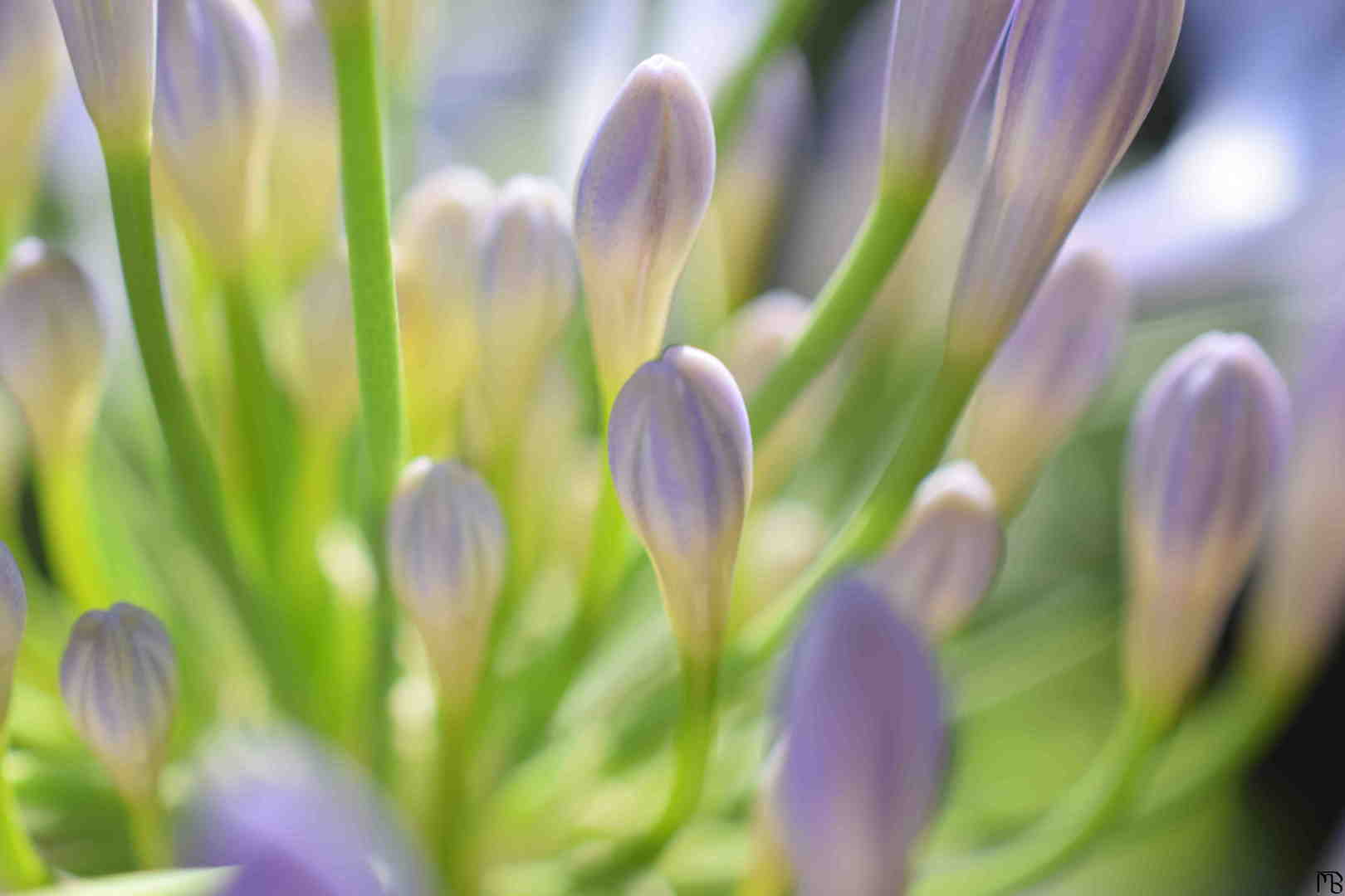 Purple Flower Buds