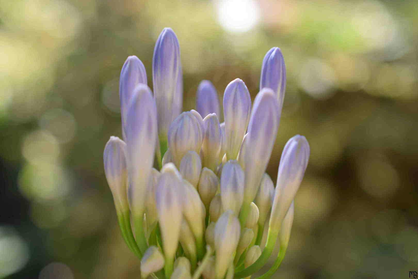 Purple Flower Buds