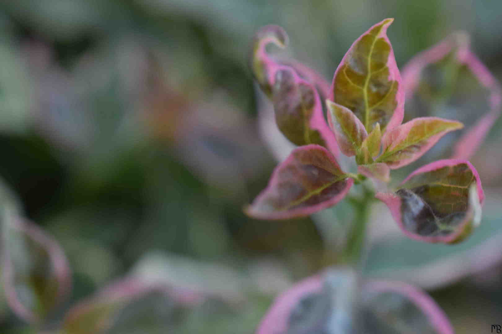 Bush Leaves