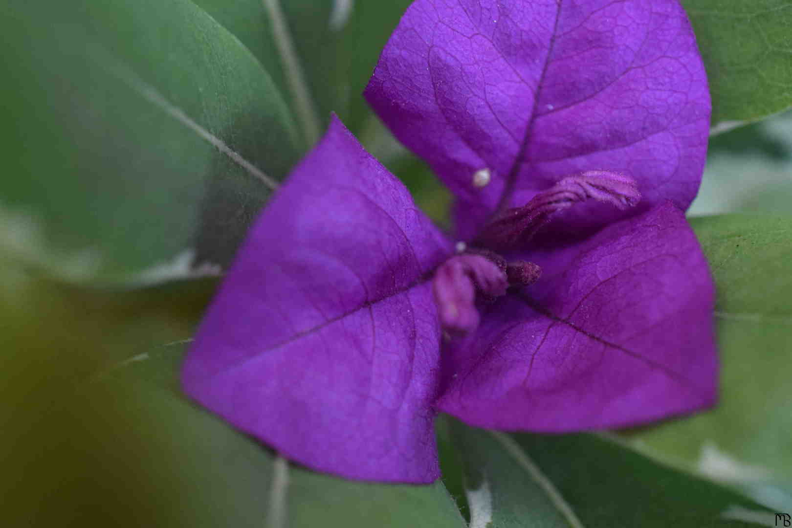 Purple Flower