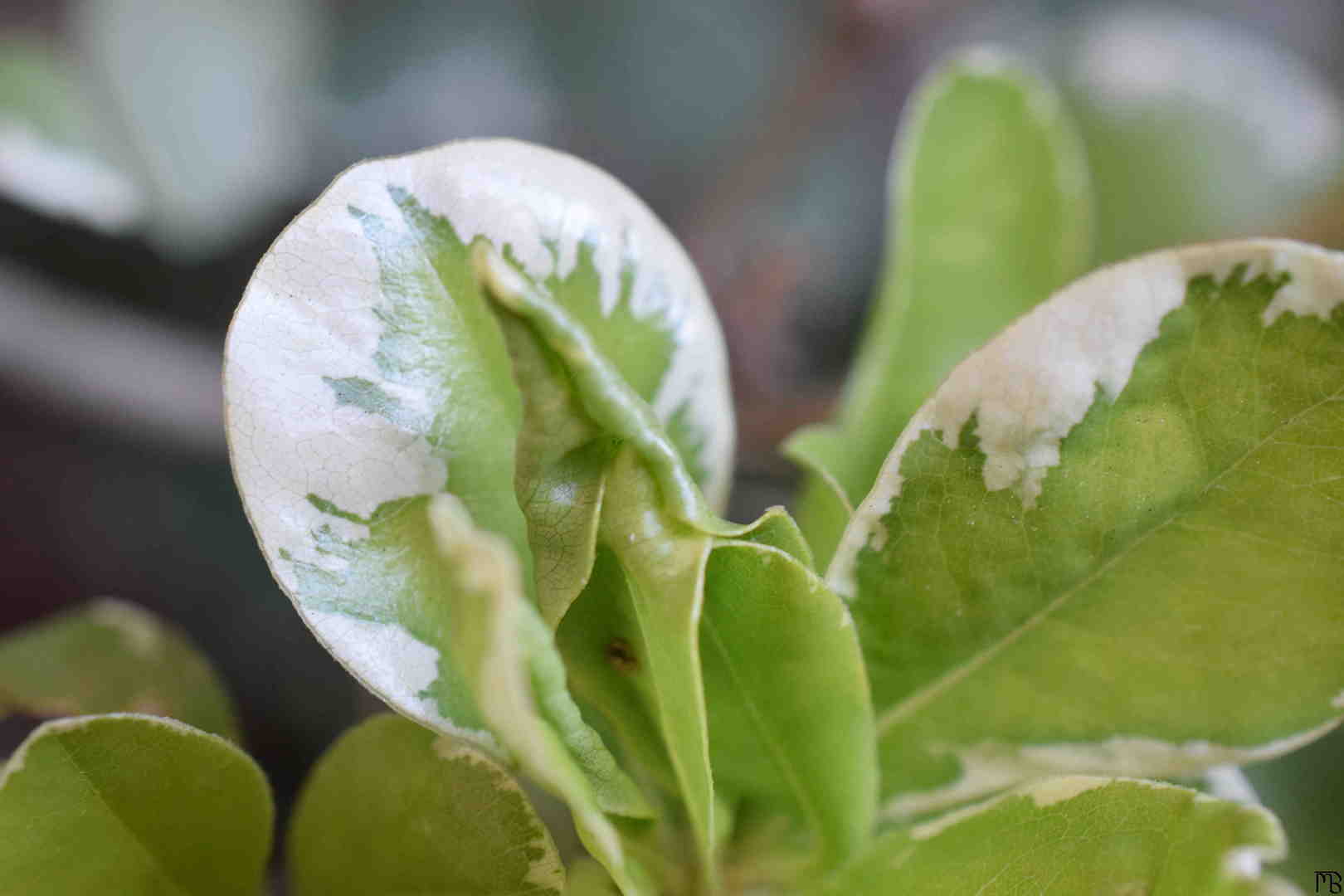 Plant Leaves