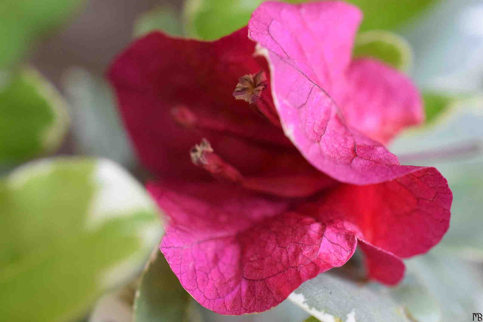 Red Flower