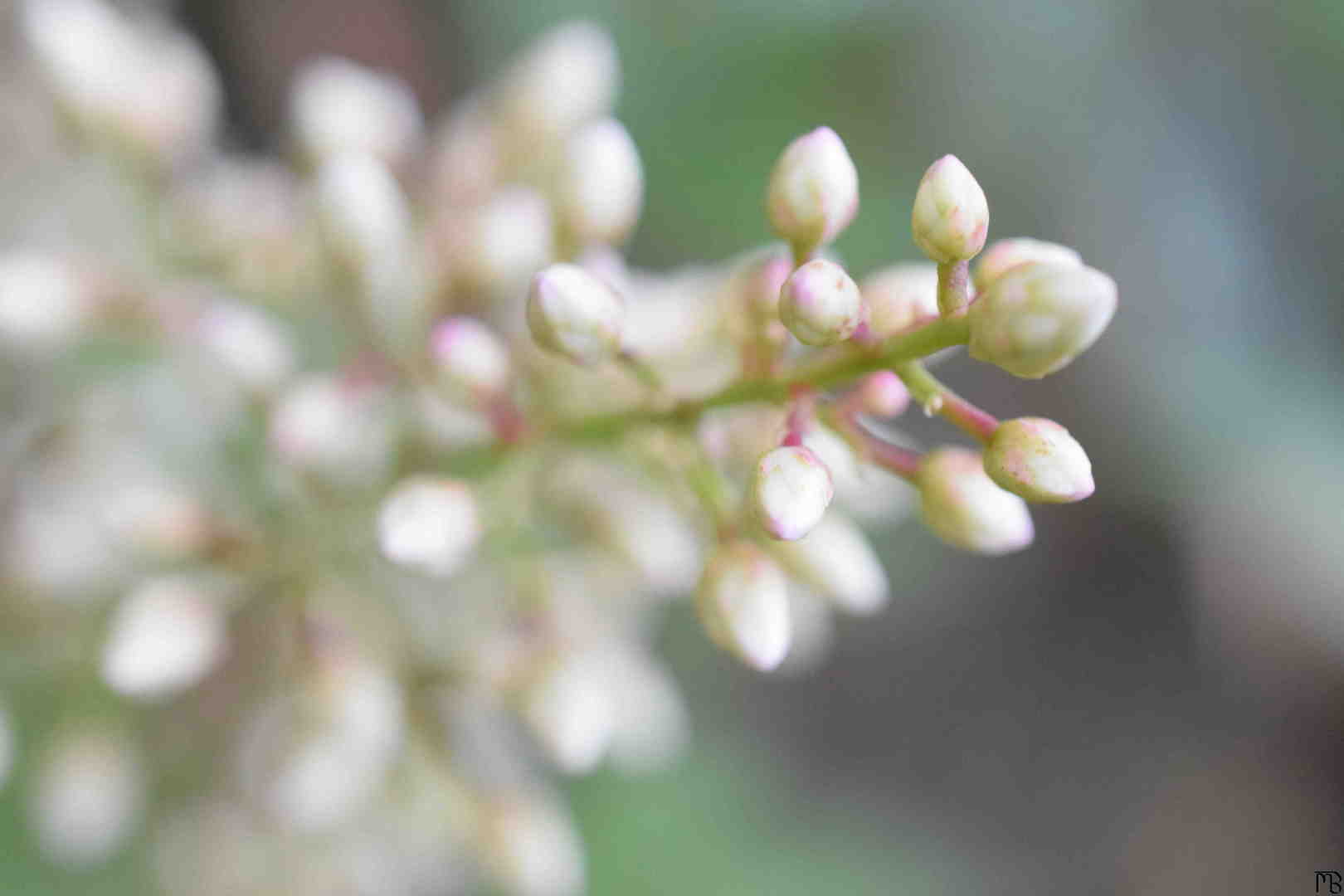 White Buds